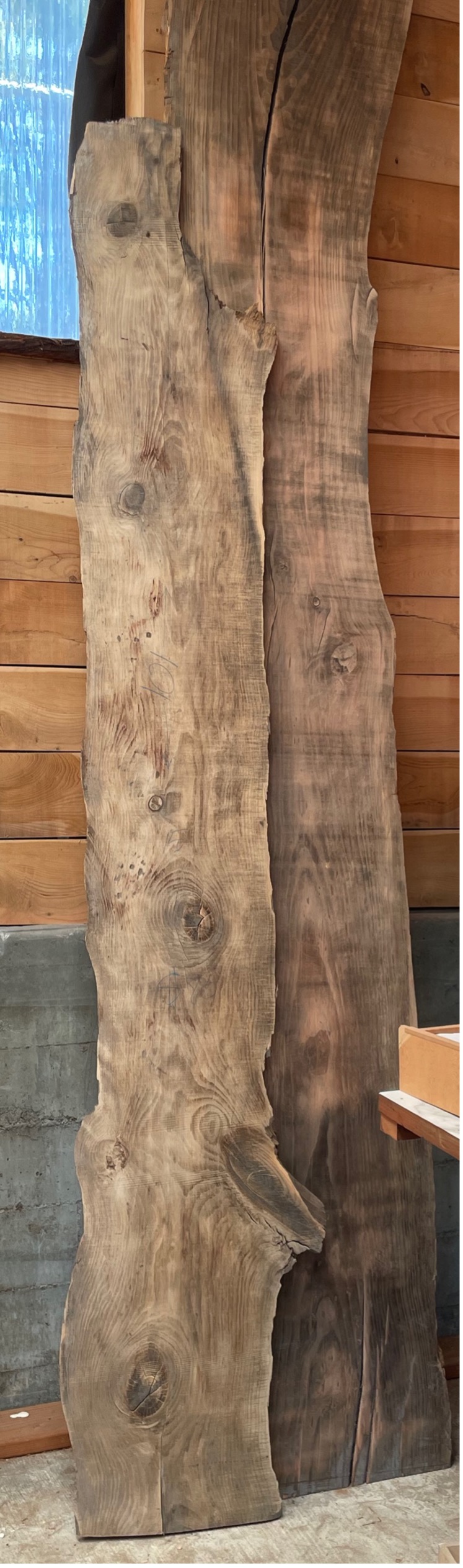 Amazing Pine 130”  