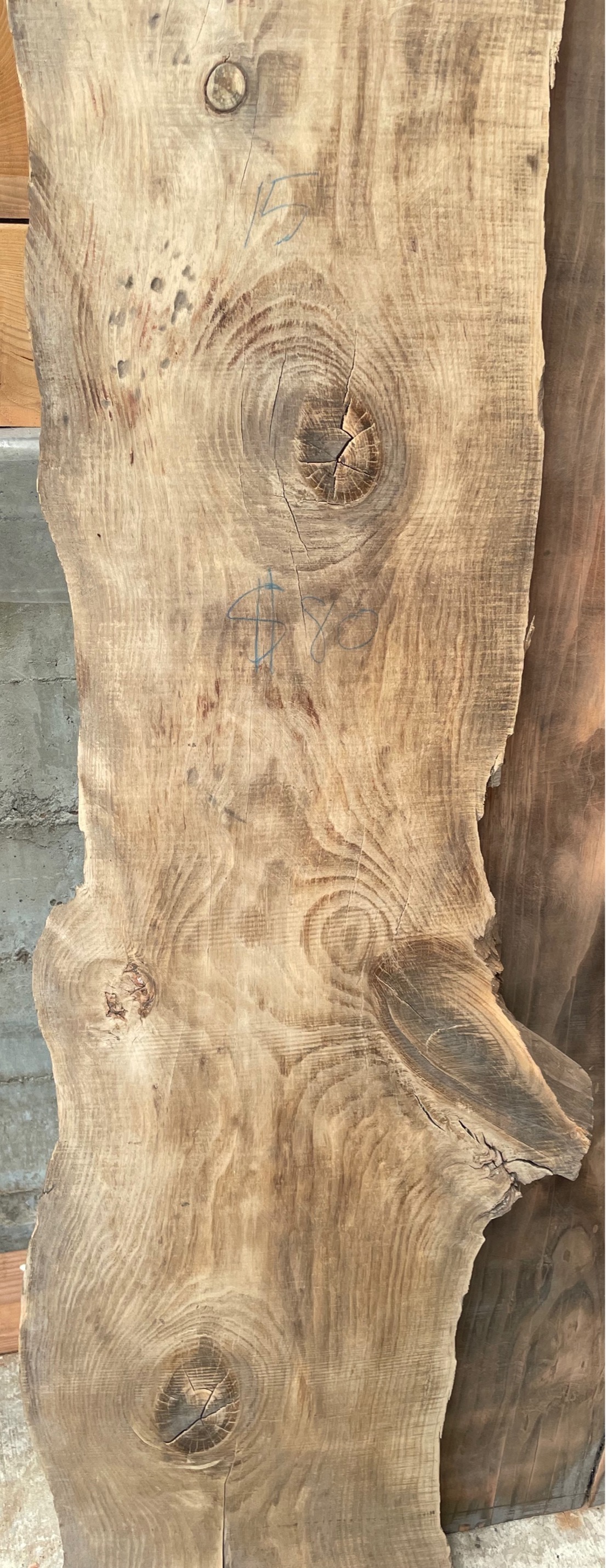 Amazing Pine 101” Long  