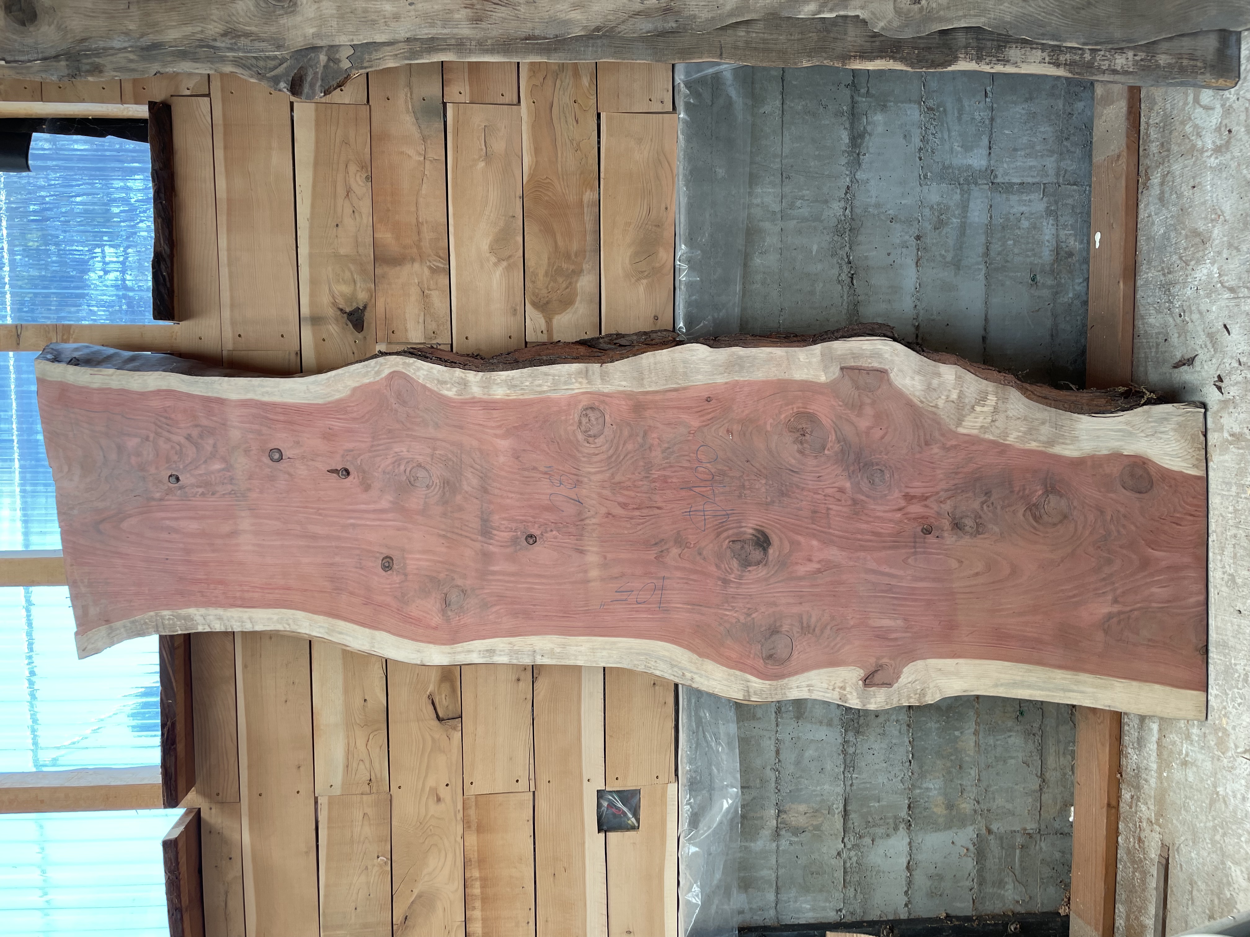 Amazing Giant Sequoia from local trees