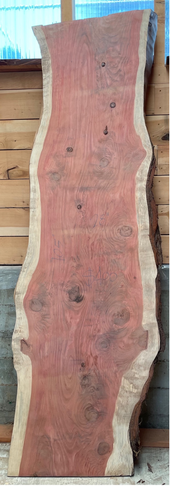 Amazing Giant Sequoia from local trees