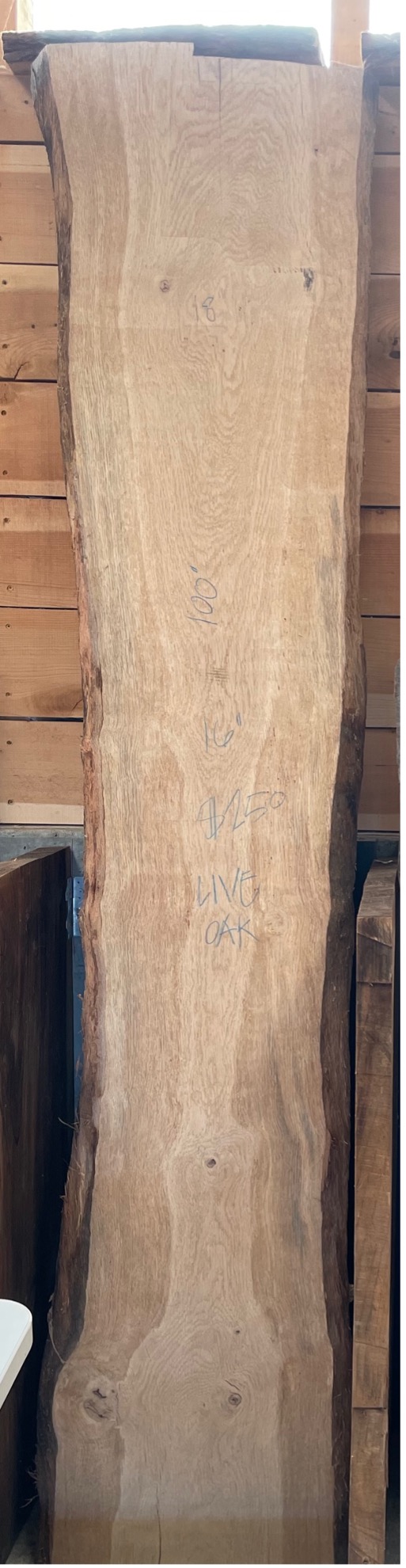Beautiful Live Oak 100” 