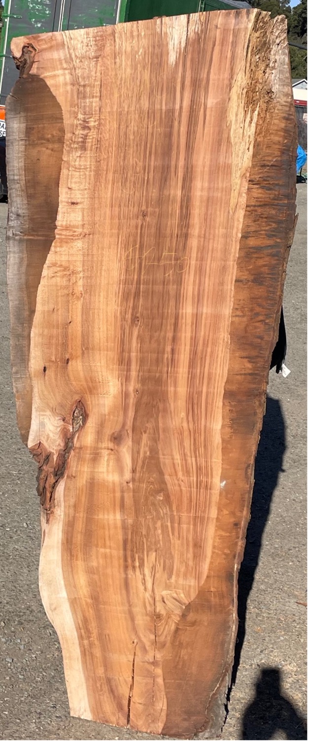 Unique Black Acacia 66”