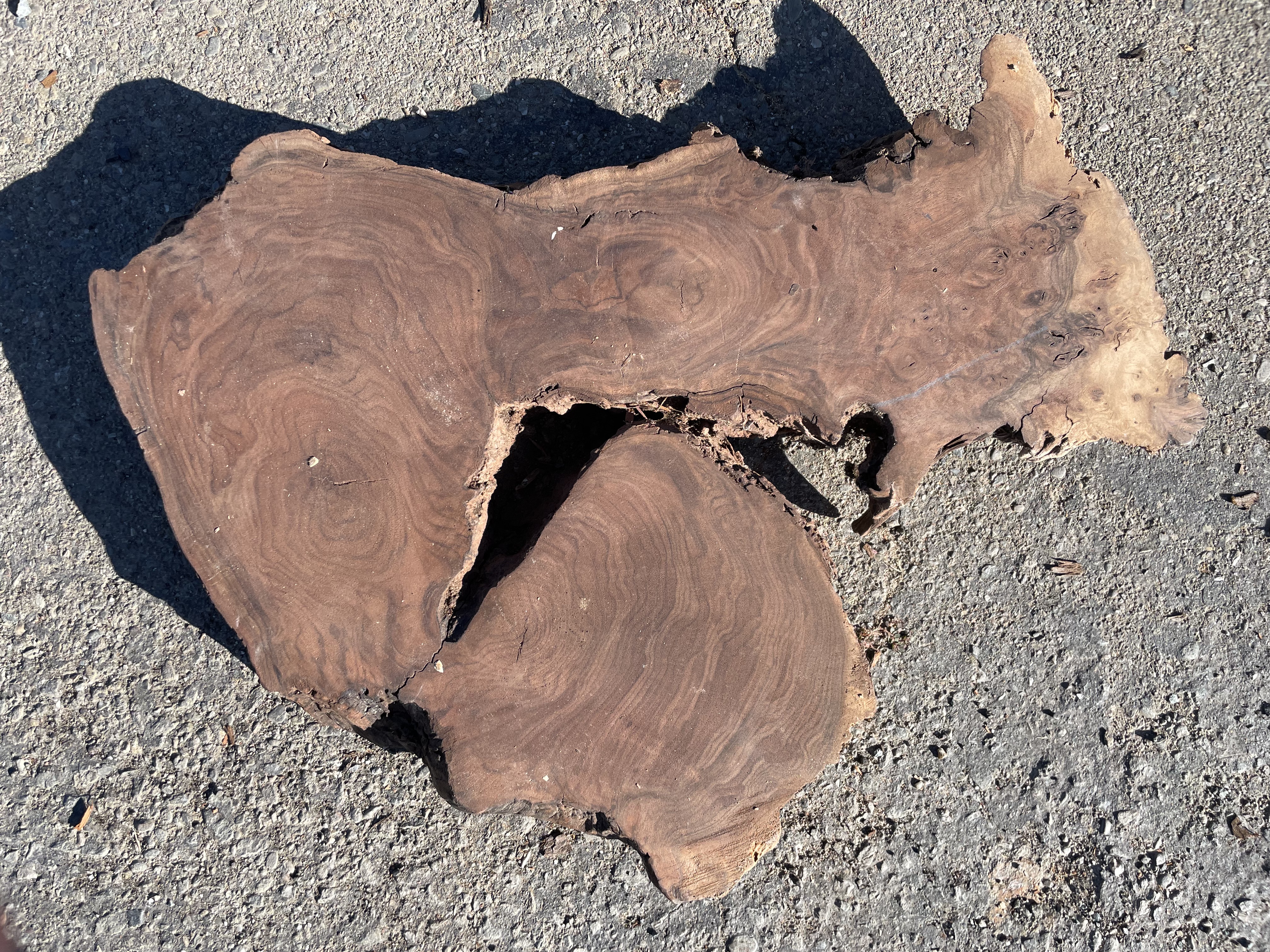 Rich Walnut Burl – Local material- 20" 