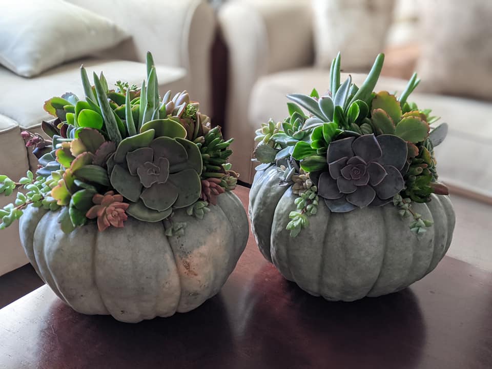 10/18, 1:30-3:30 PM, Succulent Pumpkin Class 