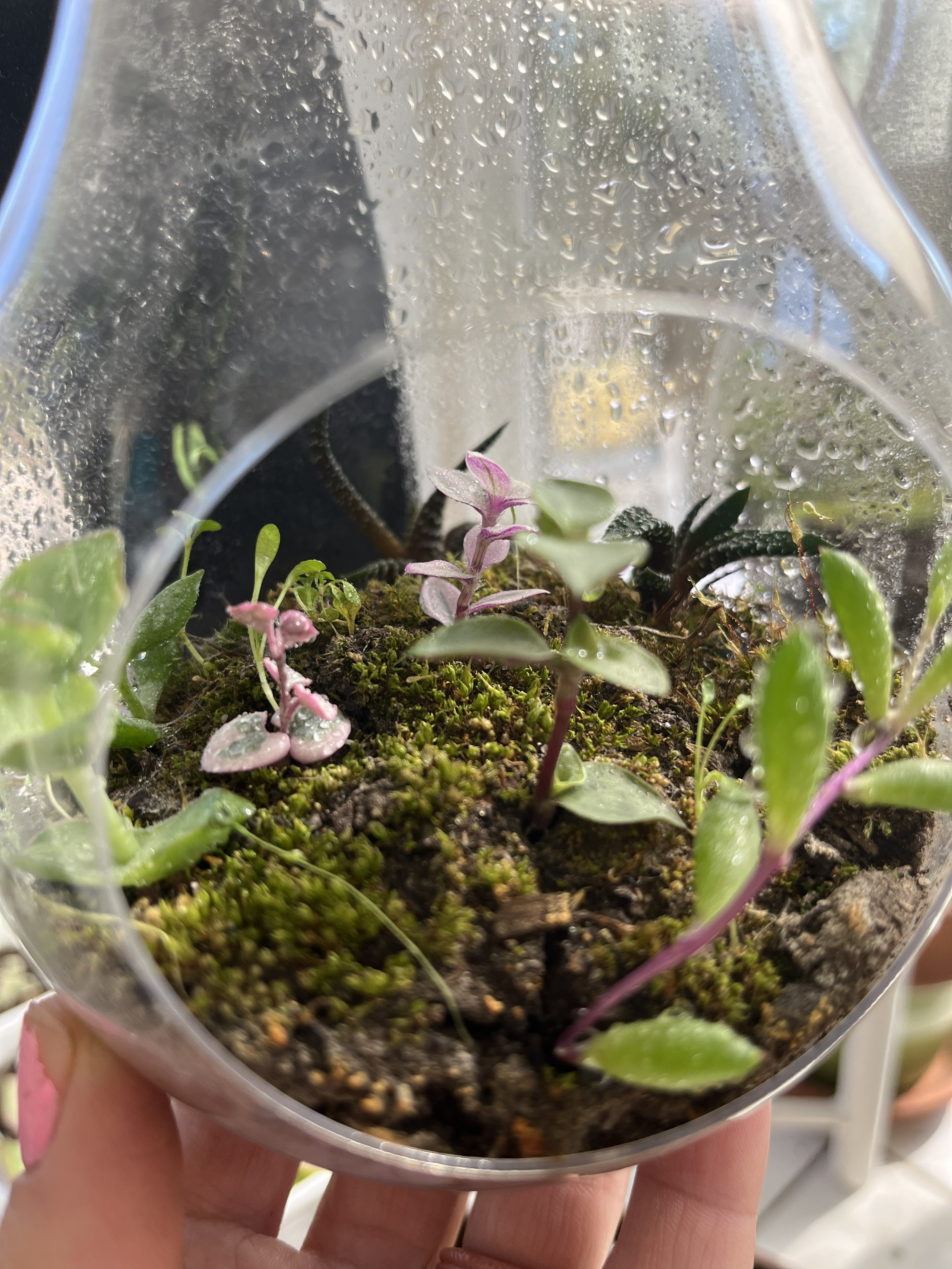 3/24, 6PM-8PM - Mason Jar Terrariums Workshop