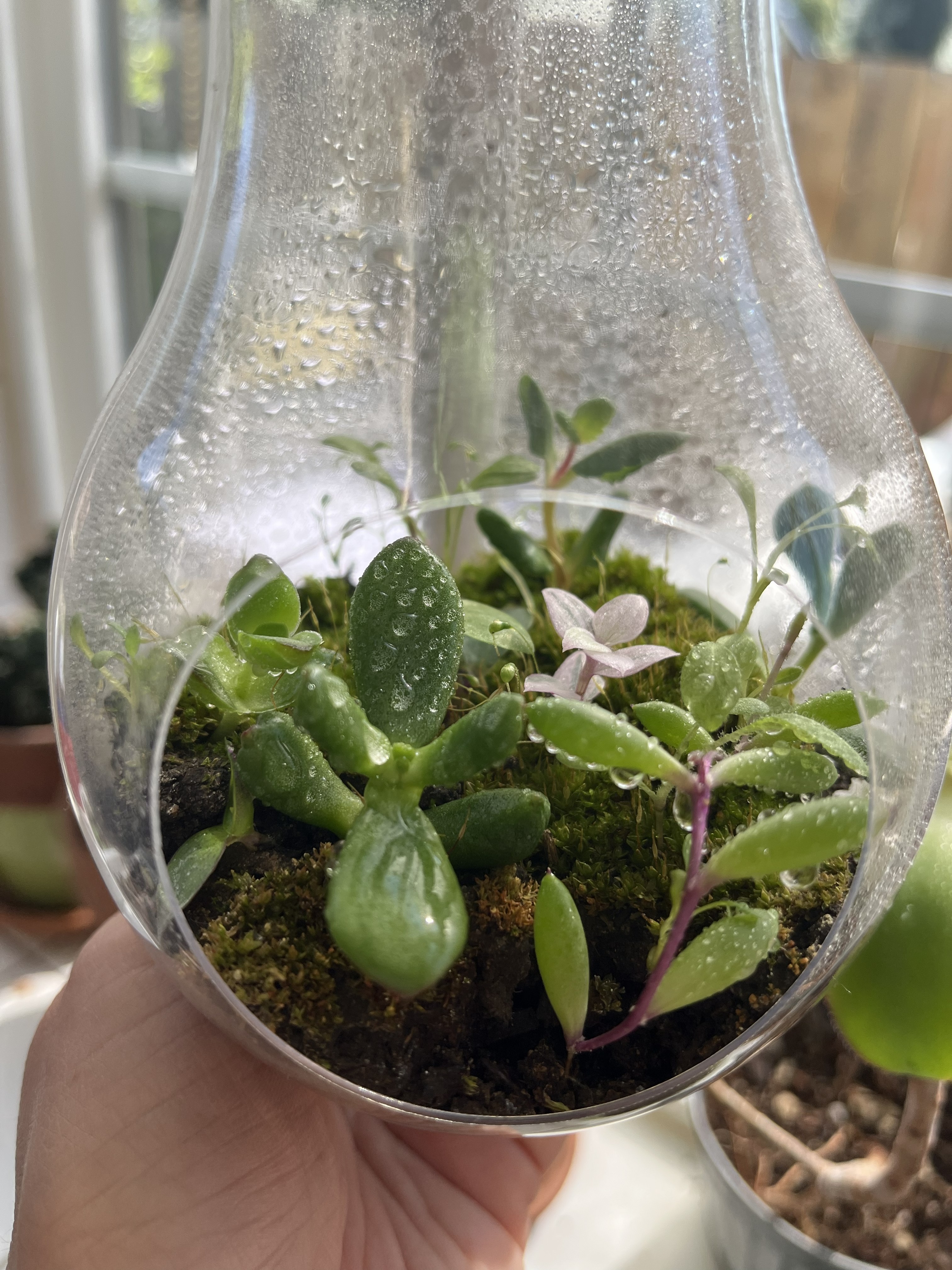 3/24, 6PM-8PM - Mason Jar Terrariums Workshop
