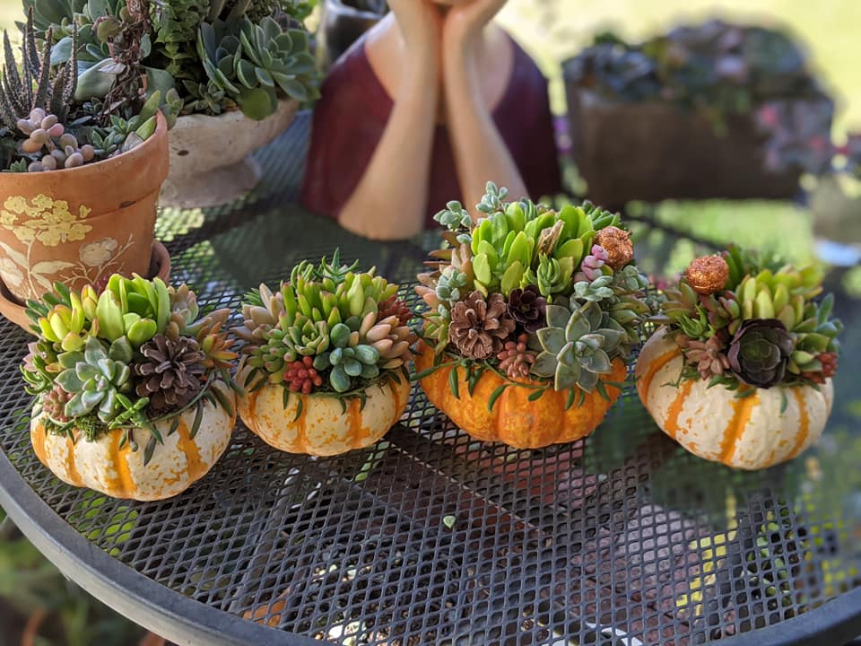 10/18, 1:30-3:30 PM, Succulent Pumpkin Class 