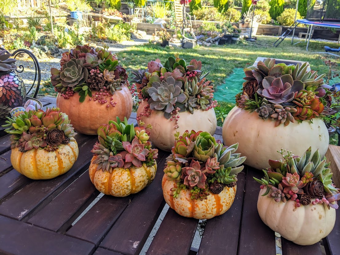 10/18, 1:30-3:30 PM, Succulent Pumpkin Class 