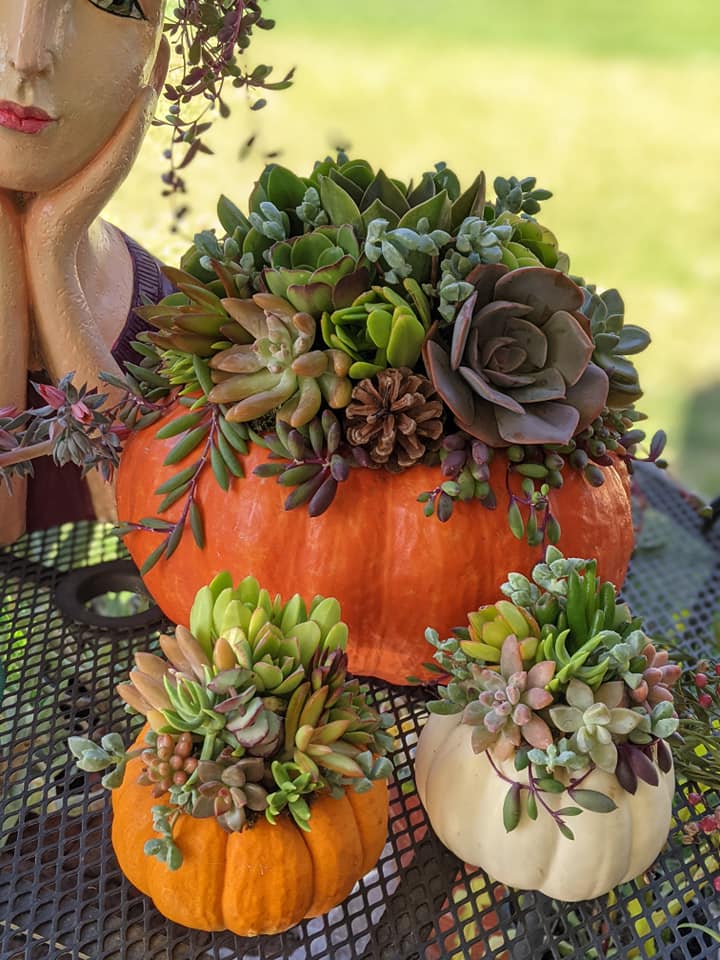 10/18, 1:30-3:30 PM, Succulent Pumpkin Class 