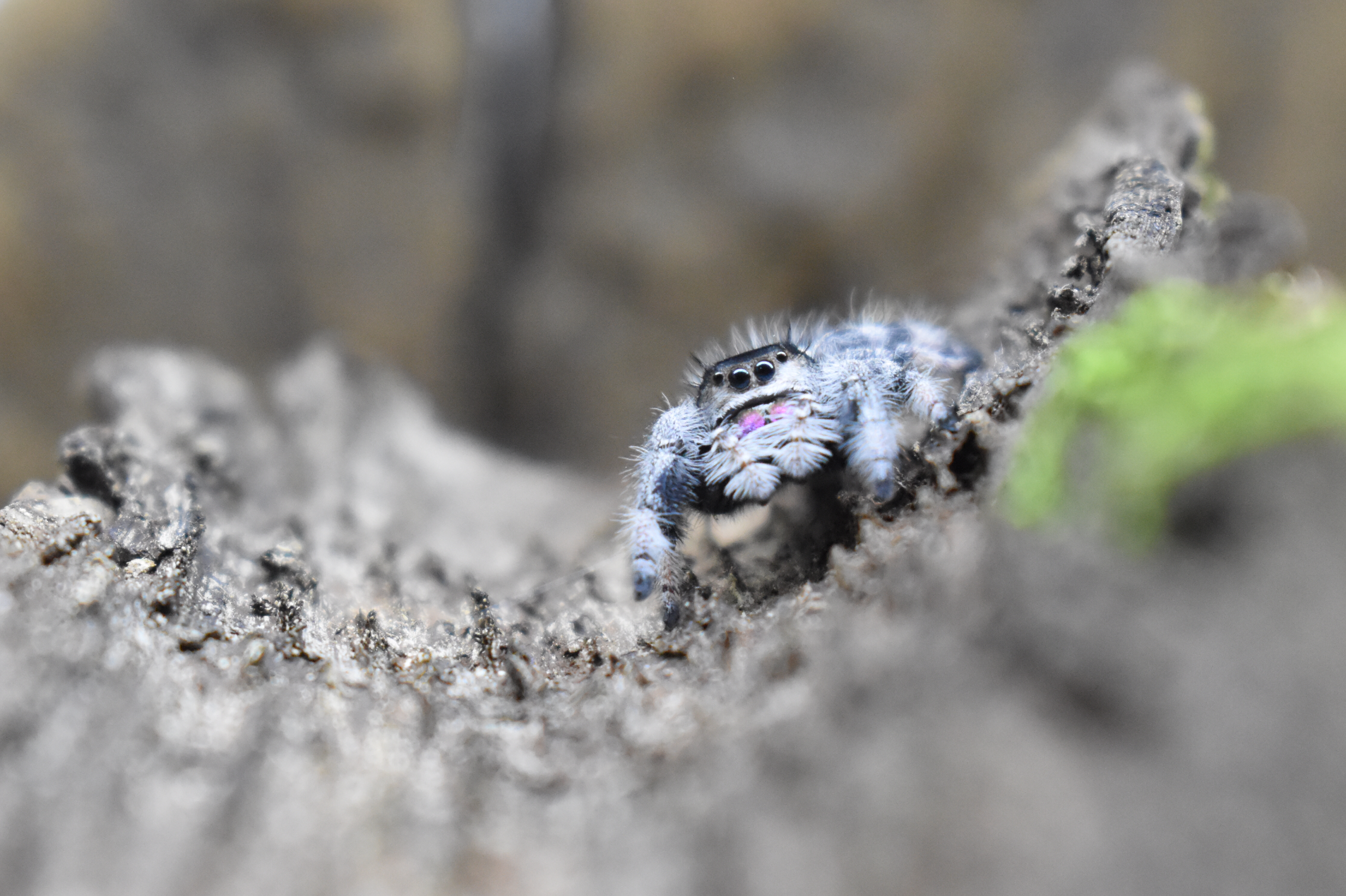 La Phidippus Regius | Bahamas