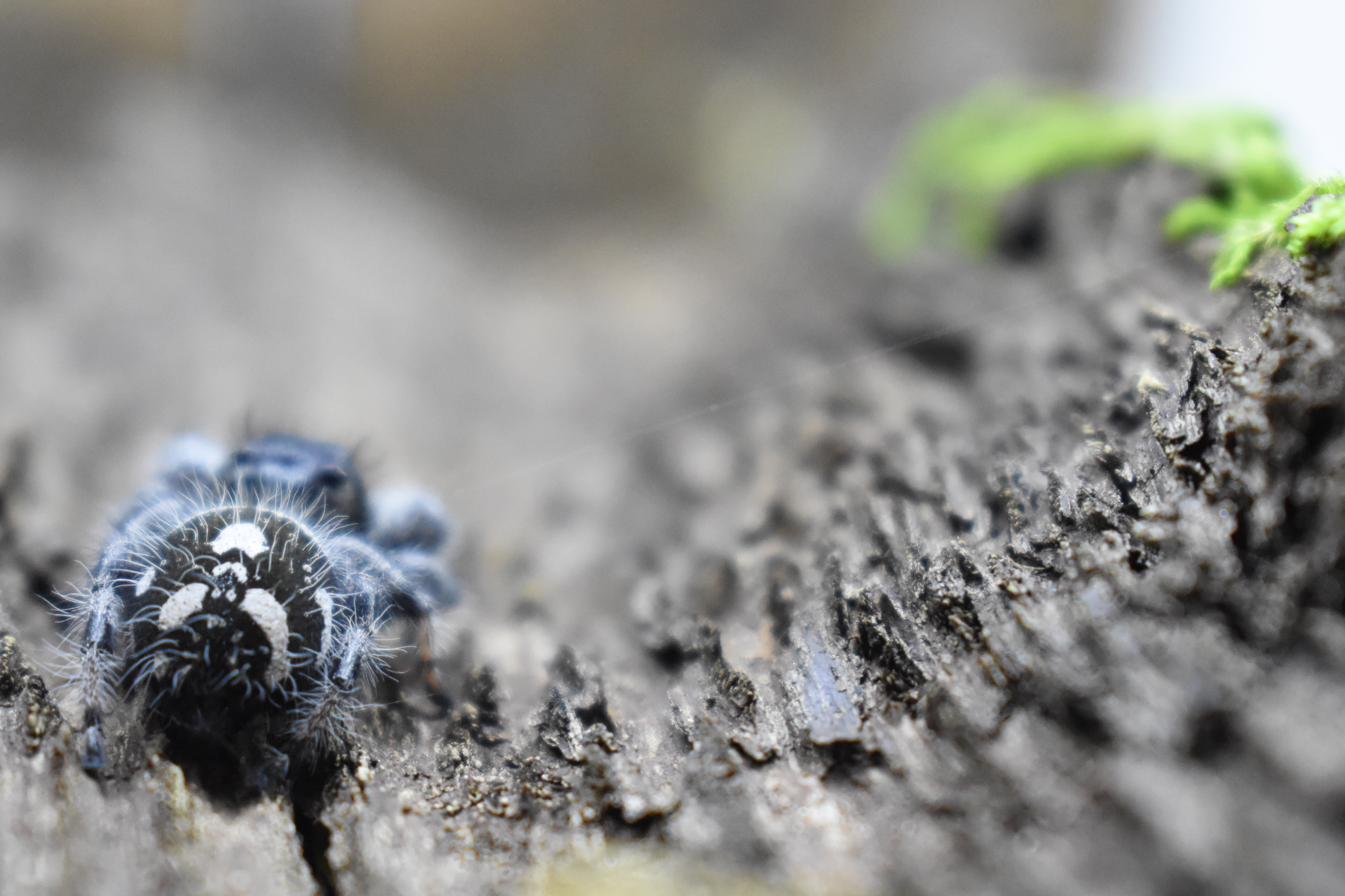 La Phidippus Regius | Bahamas