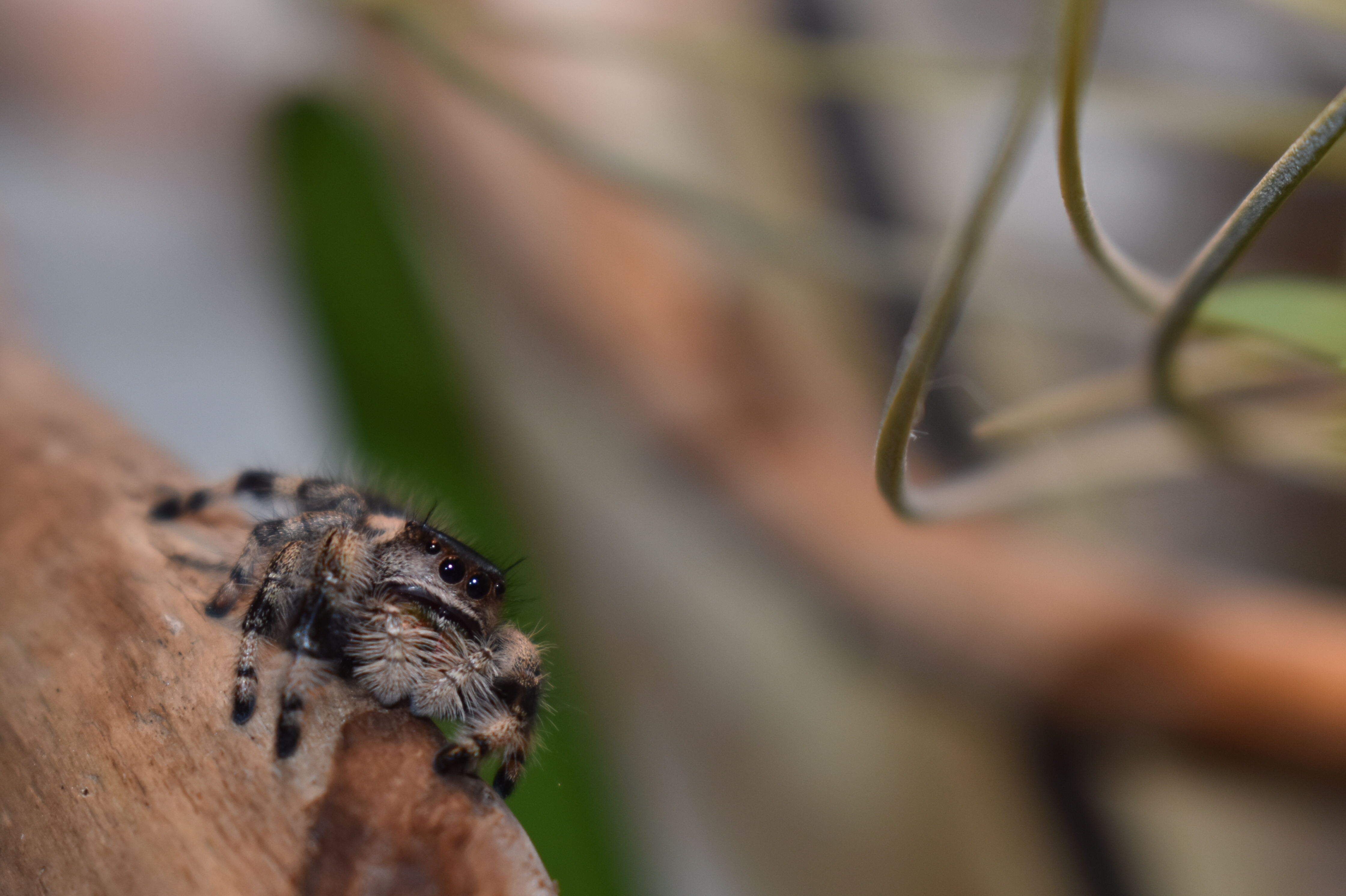 La Phidippus Regius | Floride
