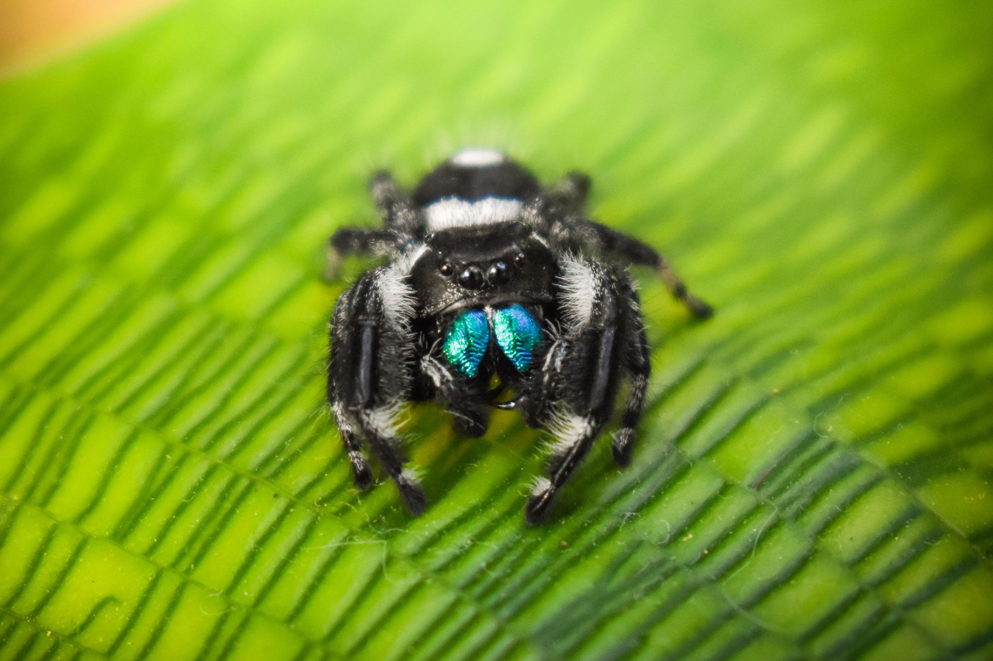 La Phidippus Regius | Floride