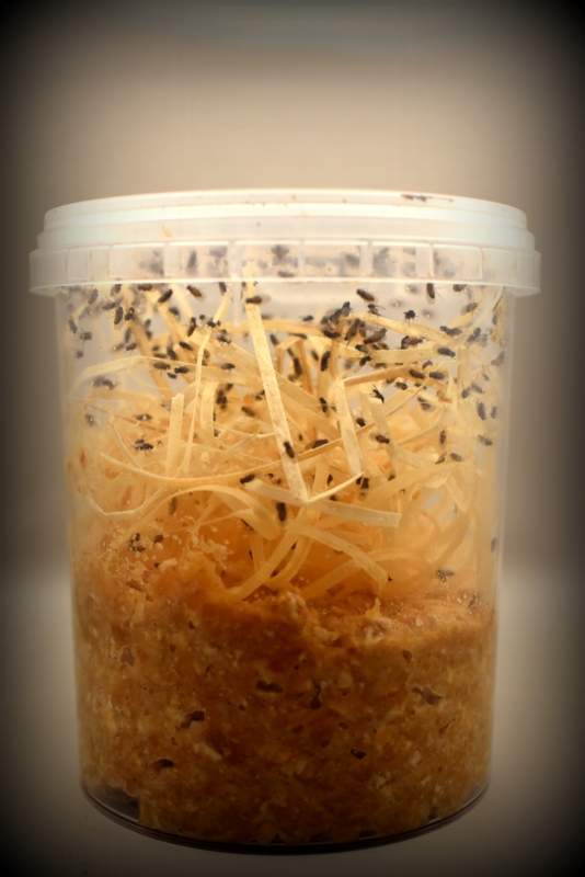 Souche : Drosophiles Hydeï 