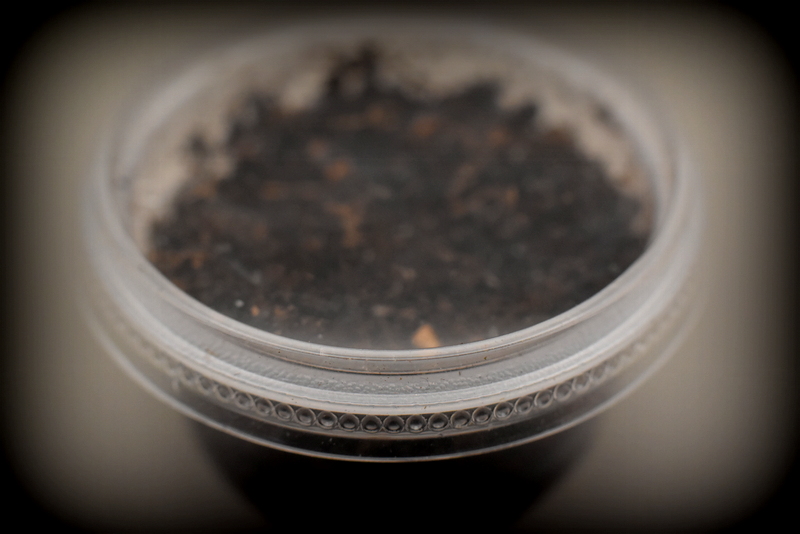 Souche : Collemboles