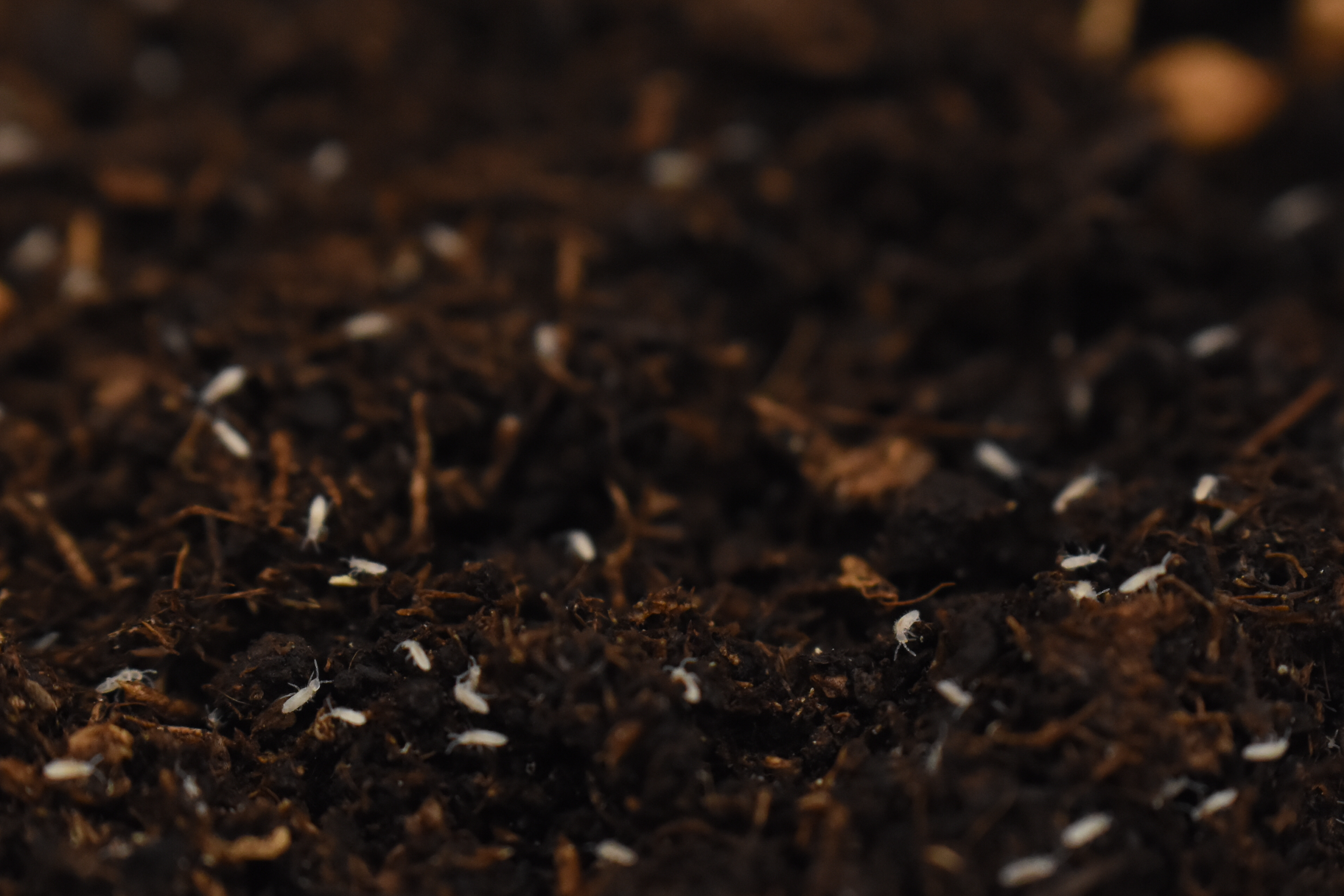 Souche : Collemboles