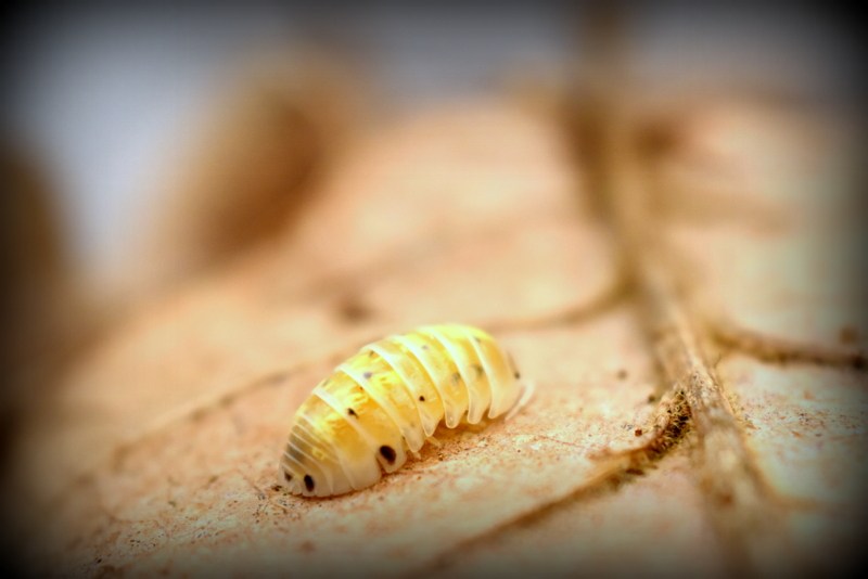 Armadillidium [Magic Potion] x15