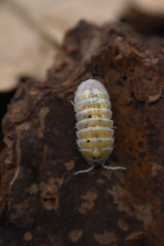 Armadillidium [Magic Potion] x15