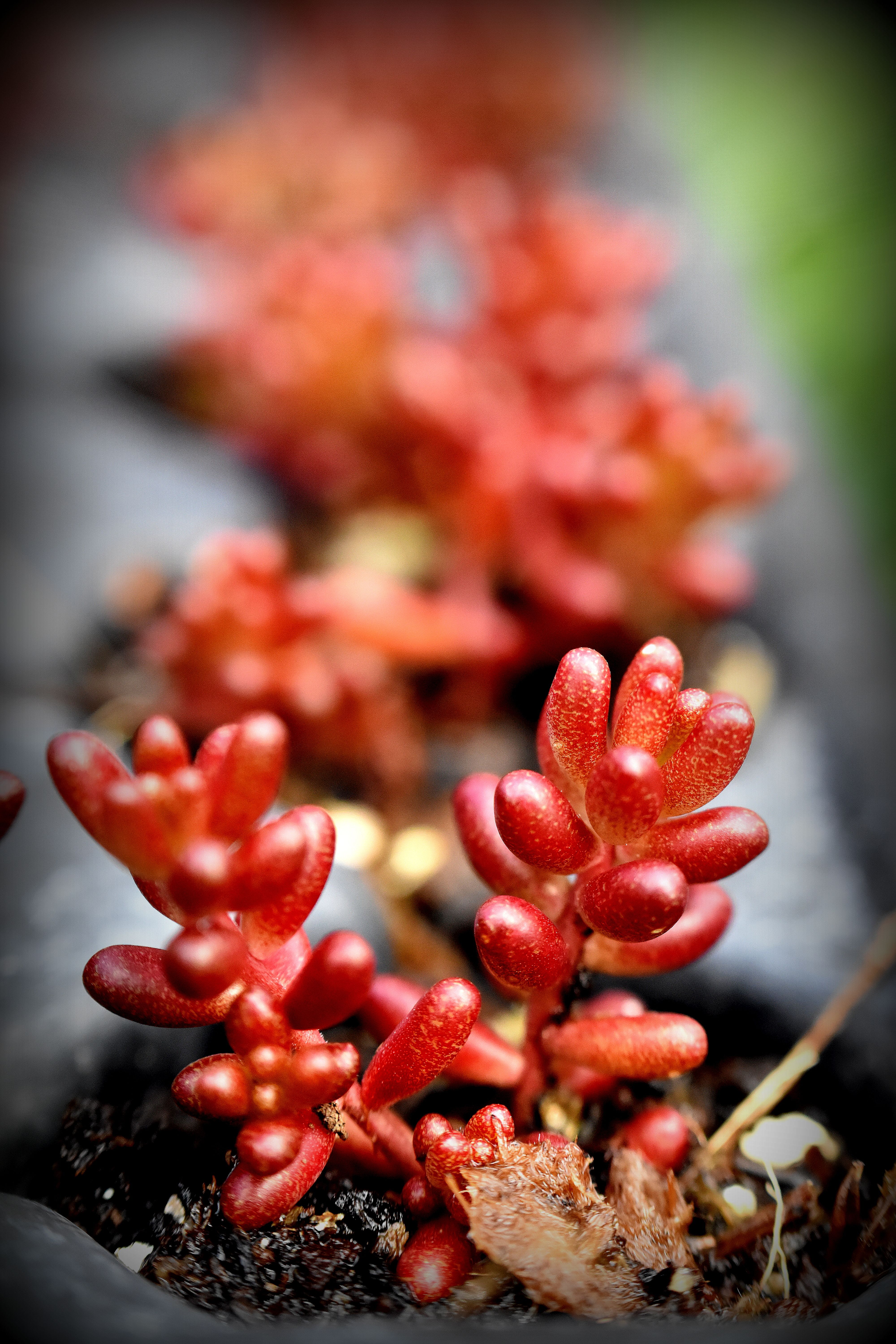 Le sédum | Rubrotinctum