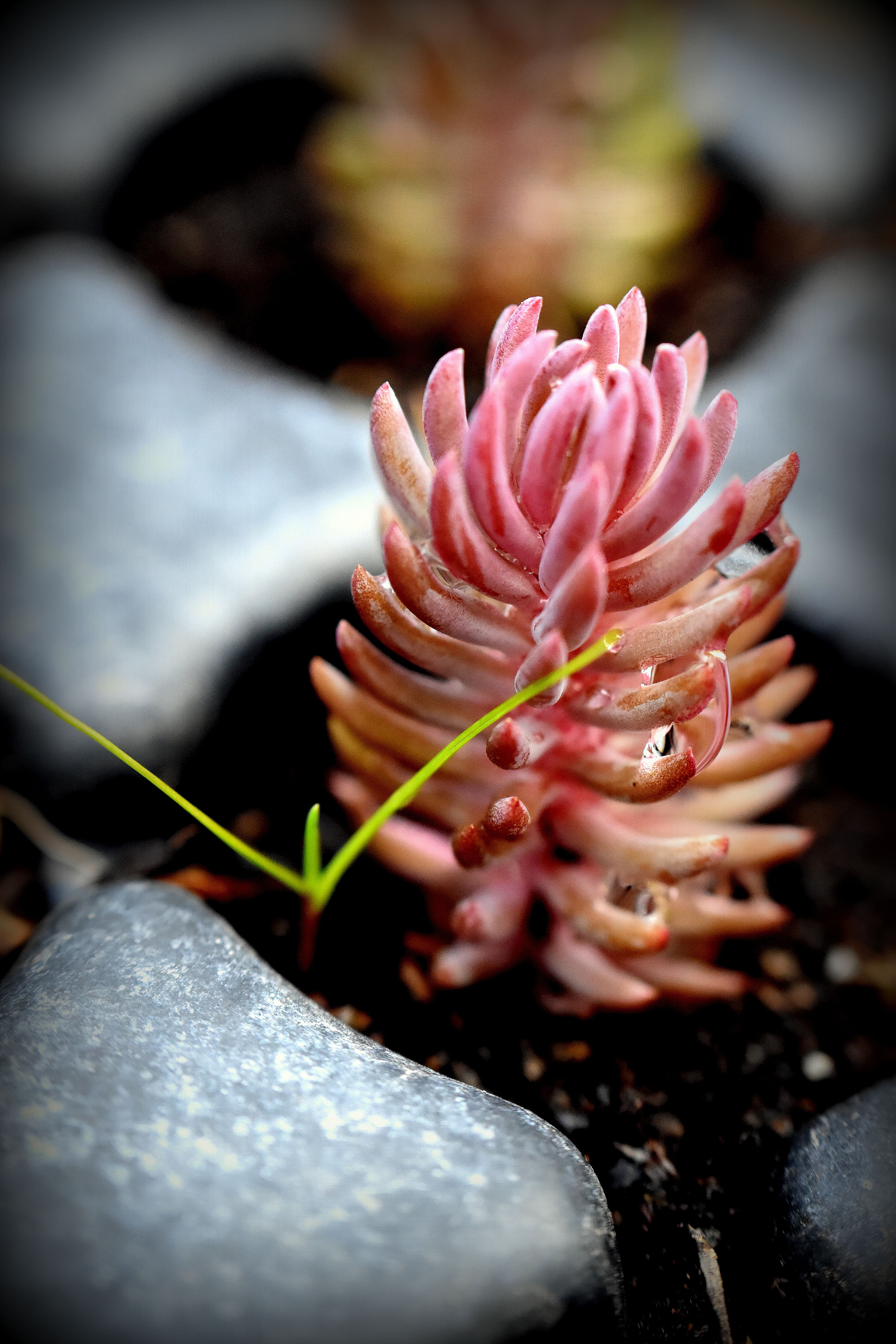 Le sédum | Sexangulare