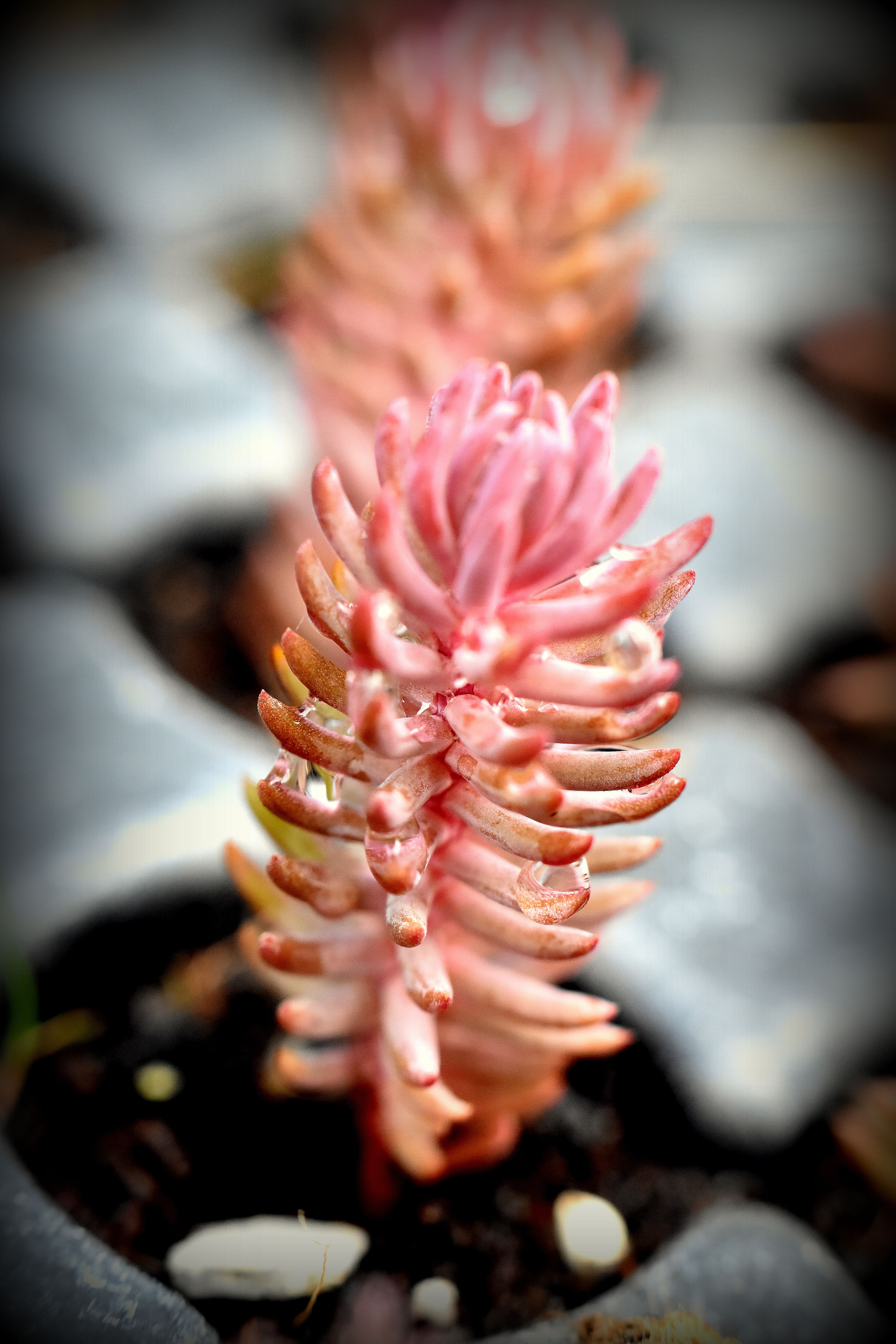 Le sédum | Sexangulare