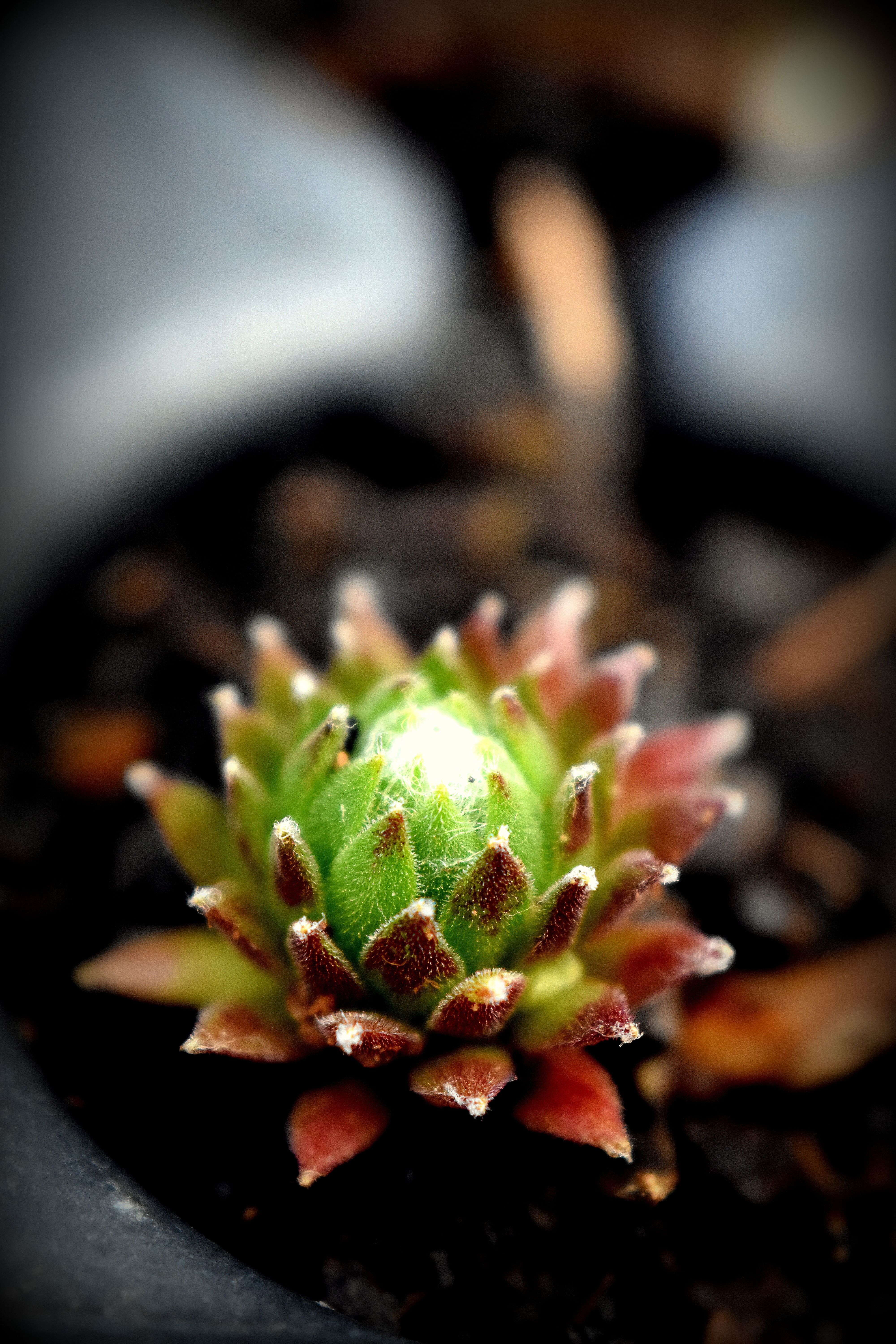 La succulente | Joubarbe Arachnoideum