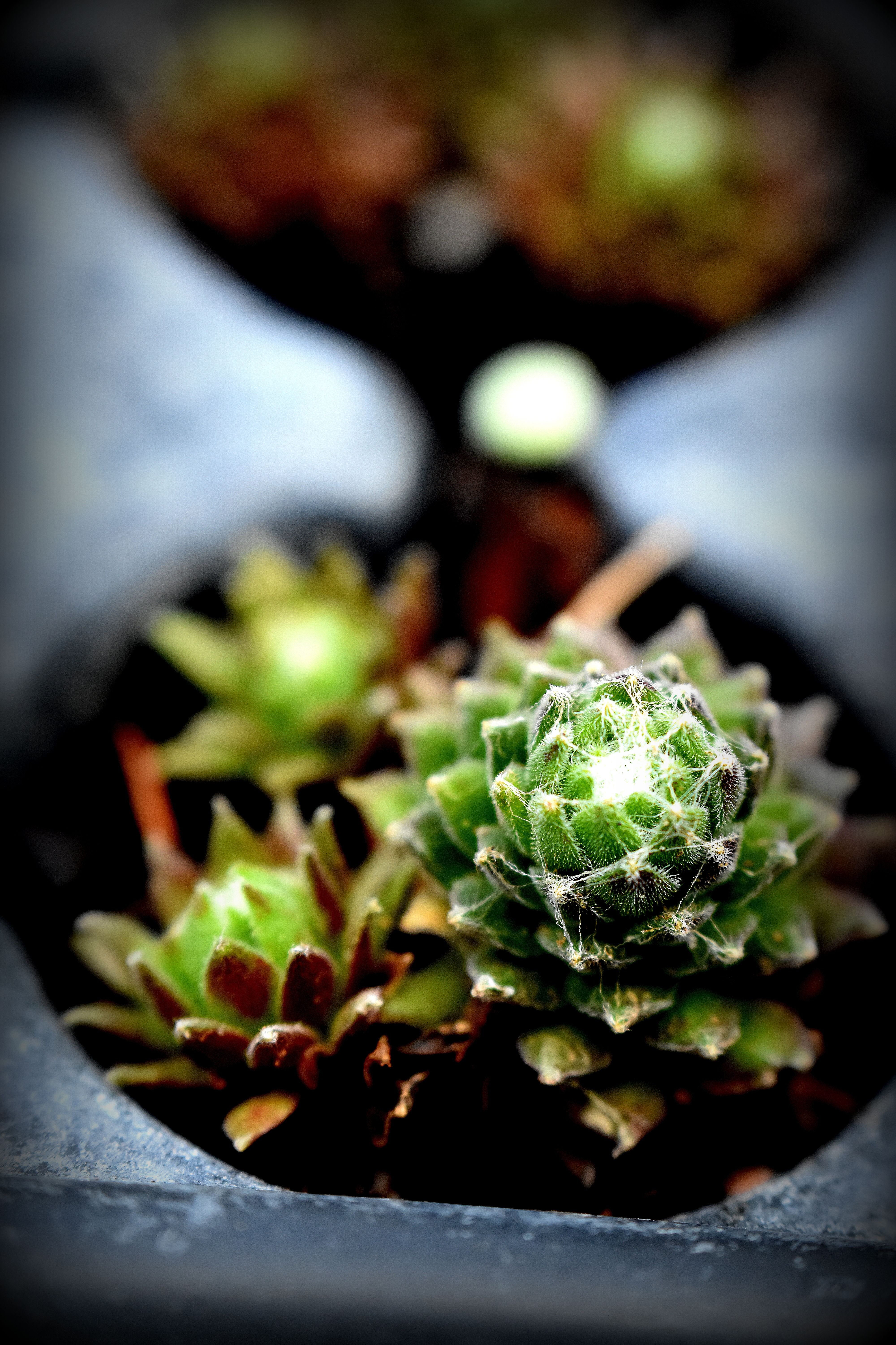 La succulente | Joubarbe Arachnoideum