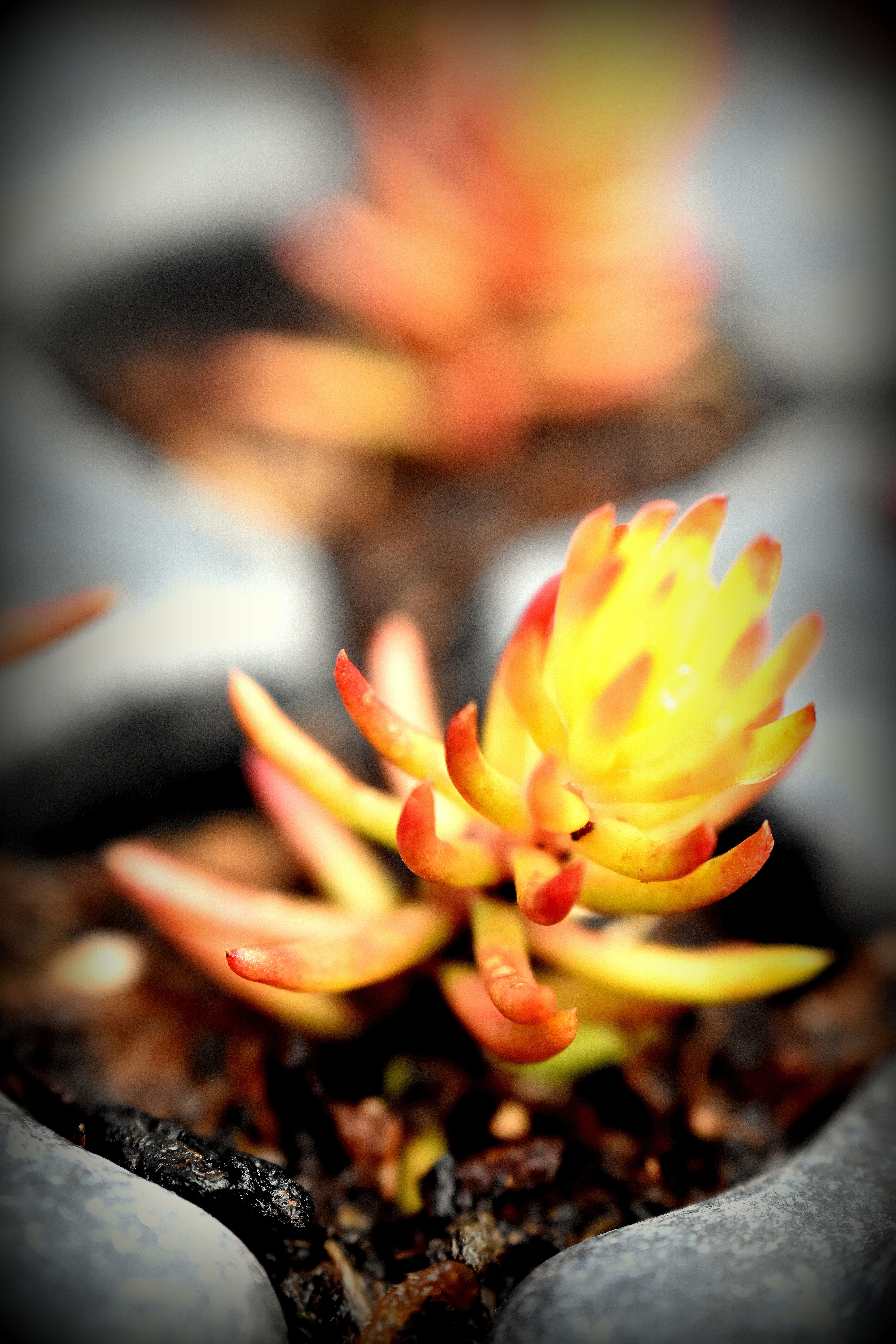 Le sédum | Reflexum Angelina