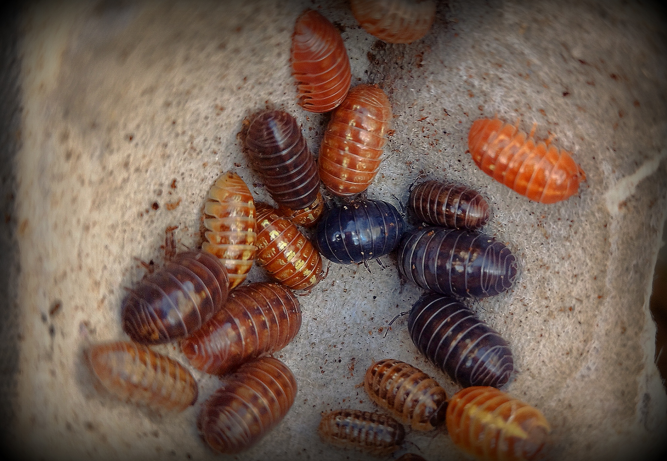 Armadillidium Vulgare [Santa Lucia] x15