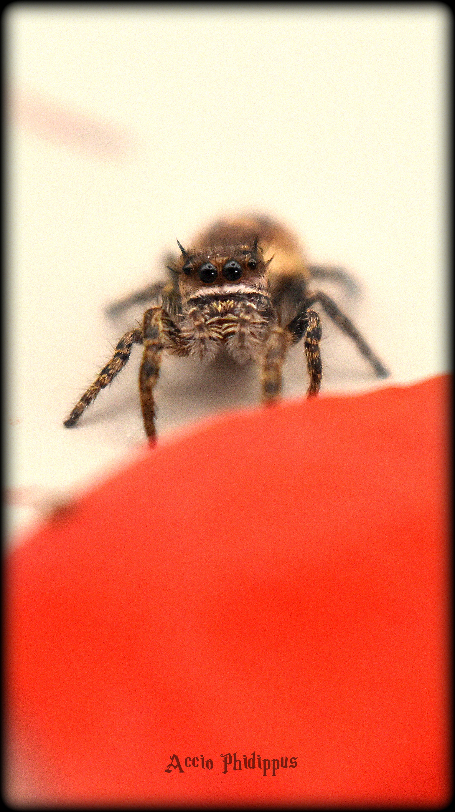 Phidippus Otiosus