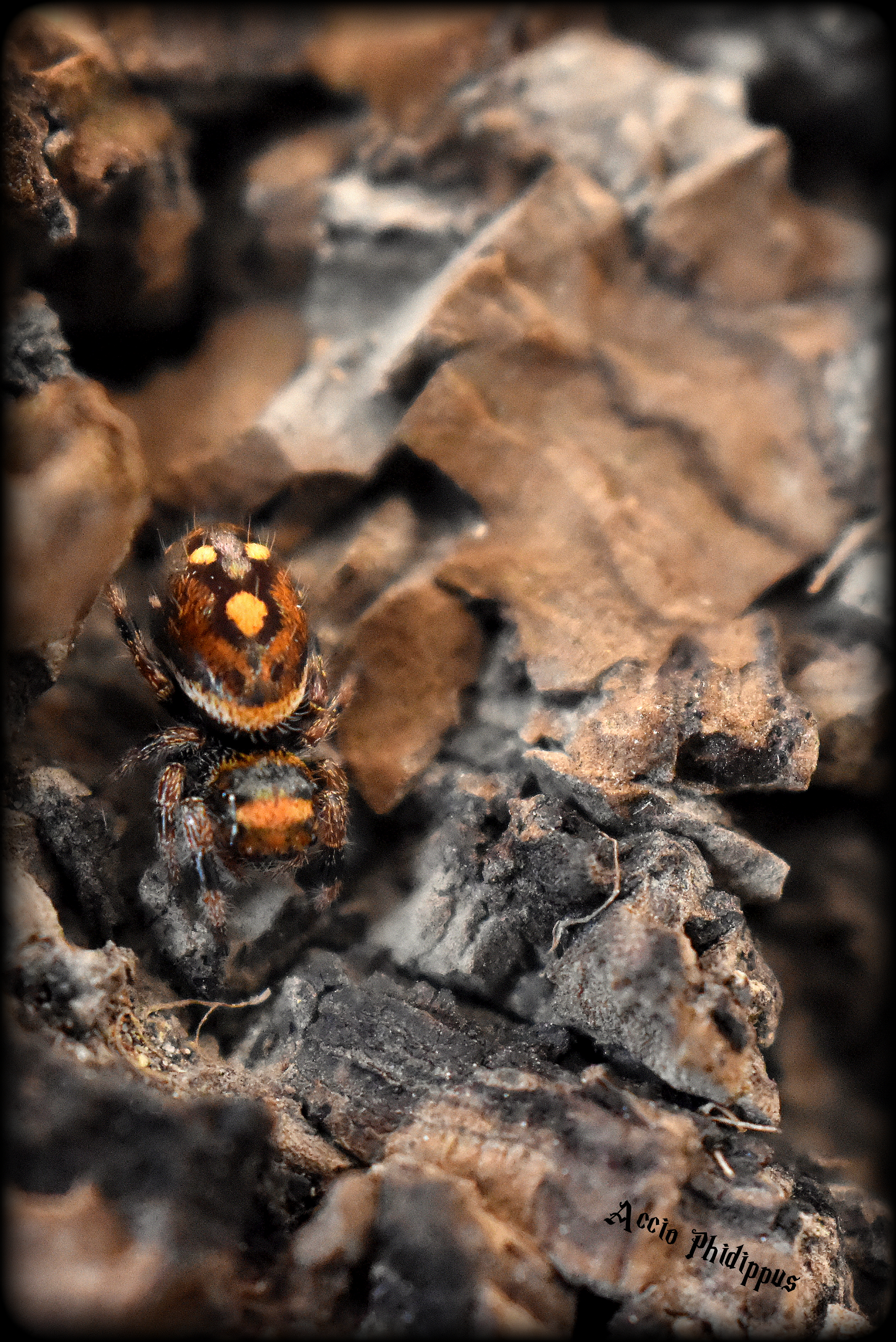 La Phidippus Regius | Everglades