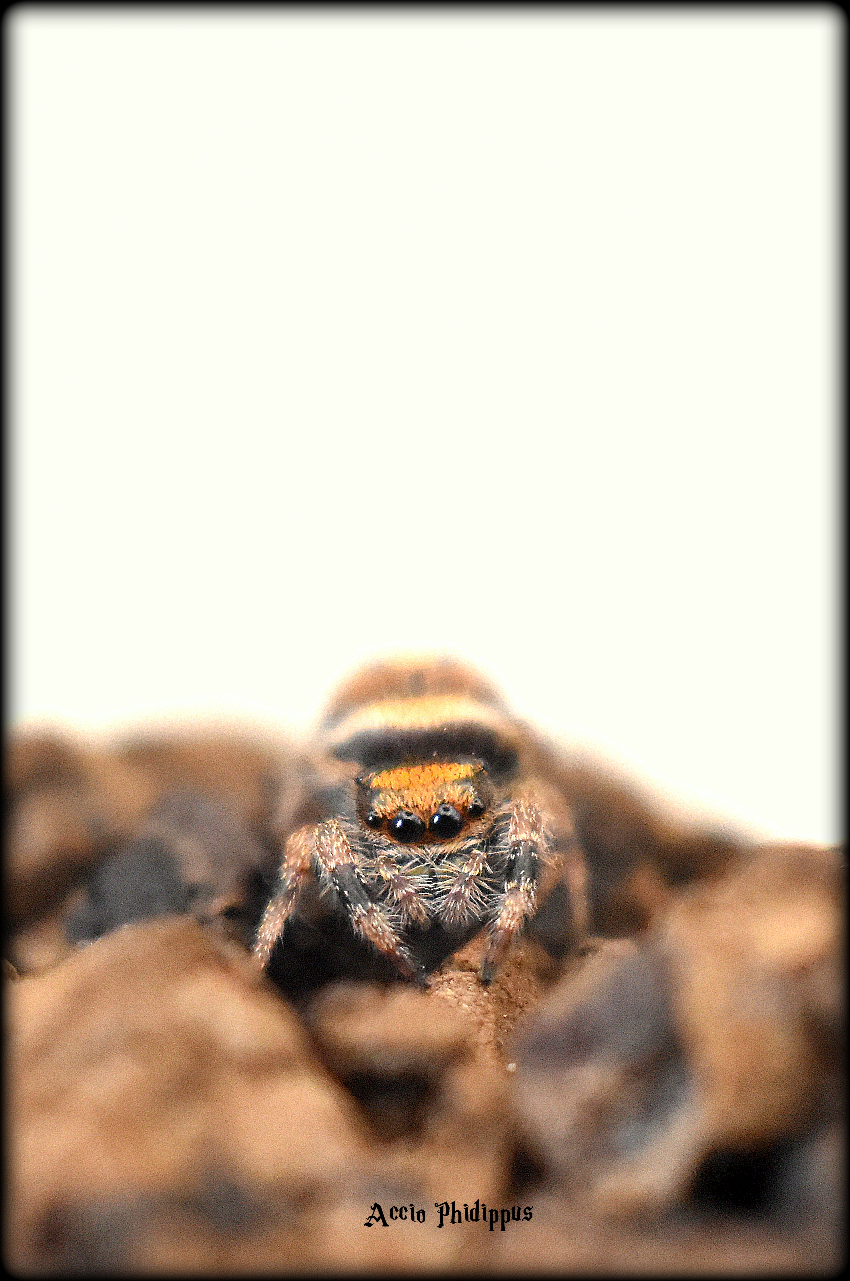 La Phidippus Regius | Everglades