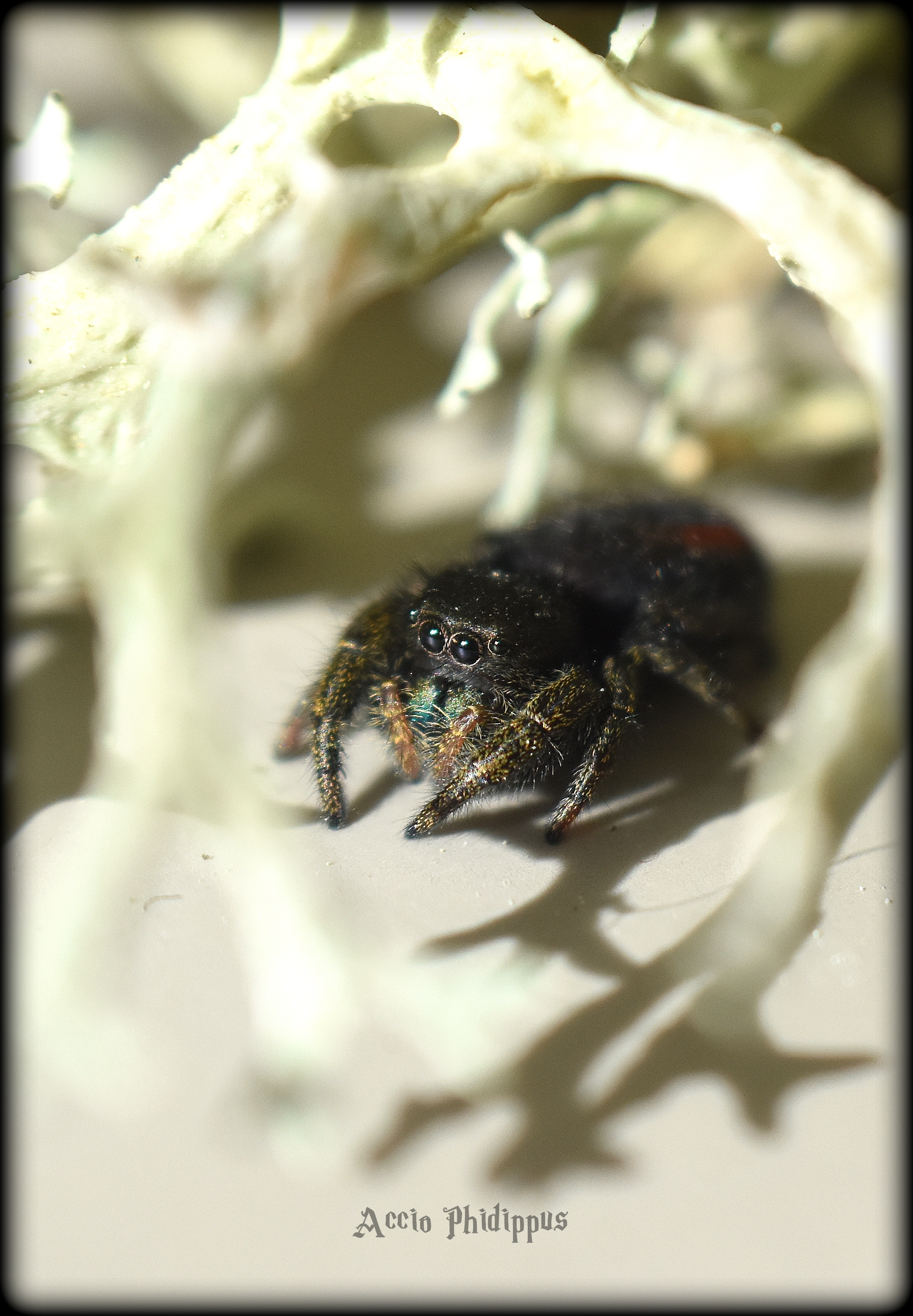 Phidippus Ardens L4/L5