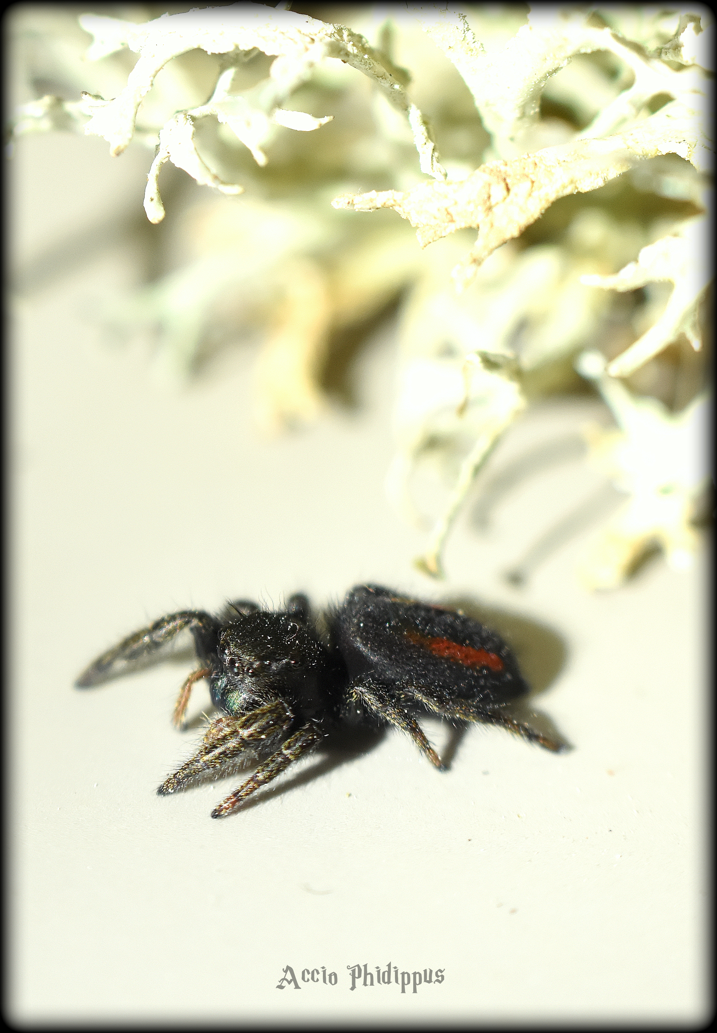 Phidippus Ardens L4/L5