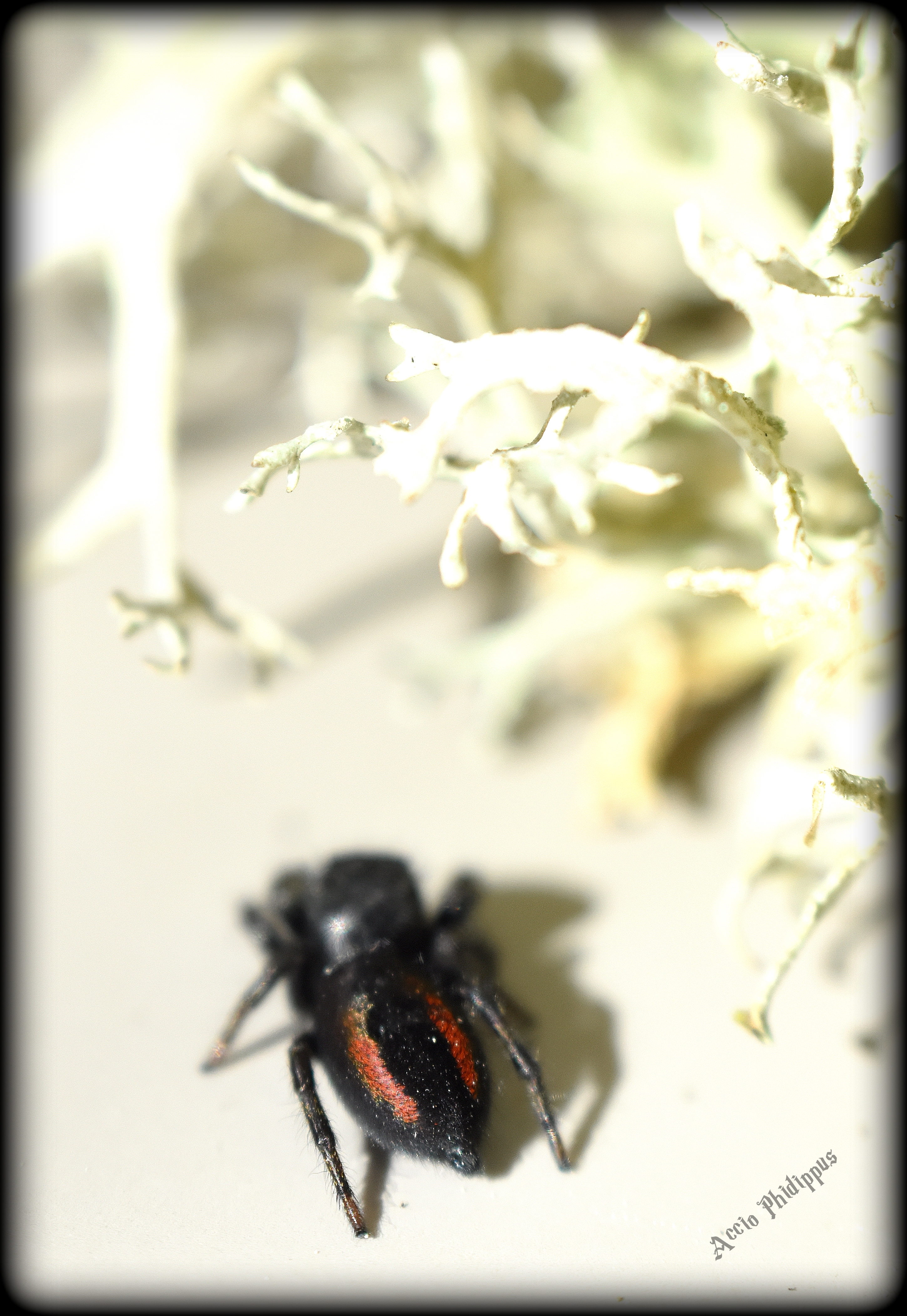 Phidippus Ardens L4/L5