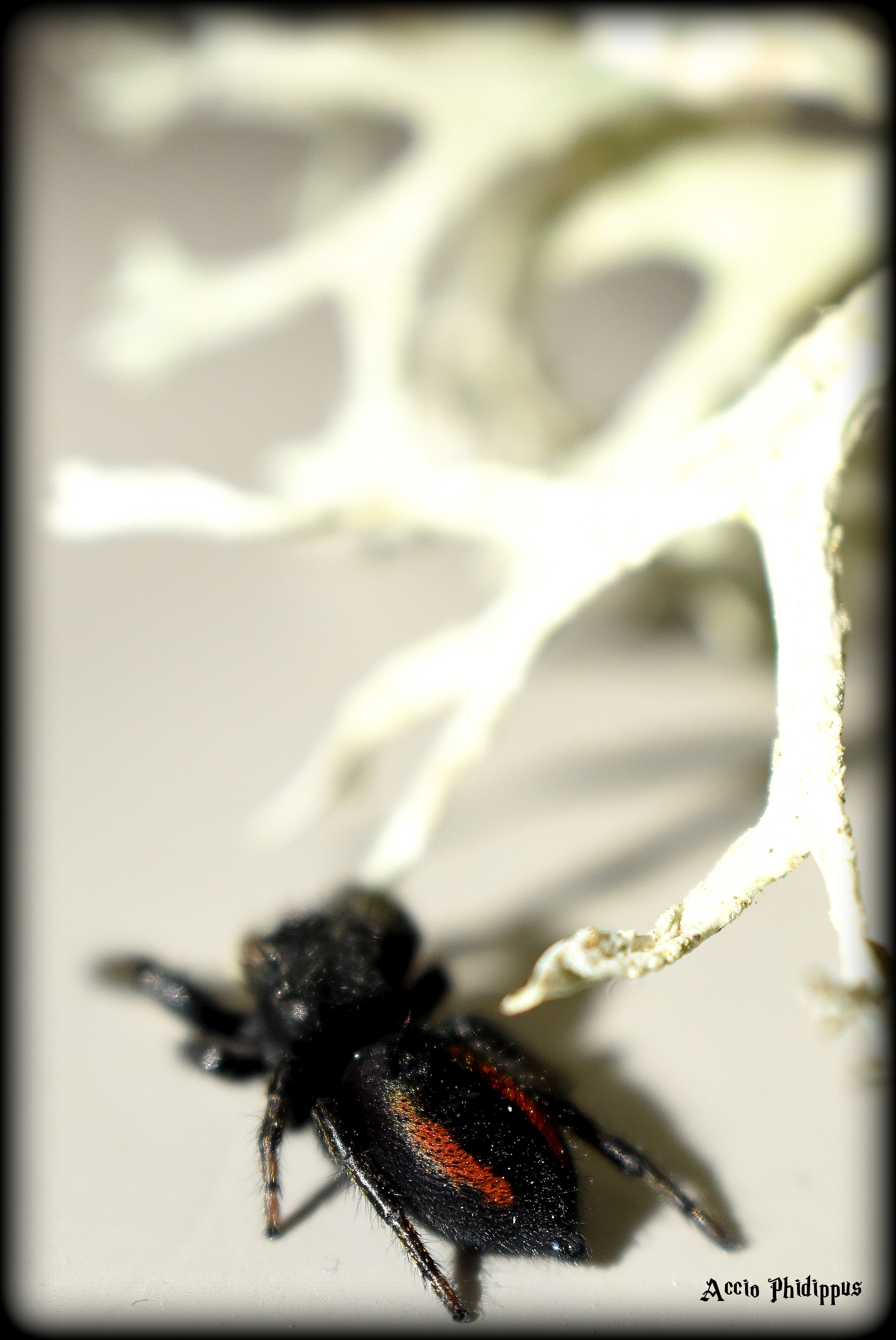 Phidippus Ardens L4/L5