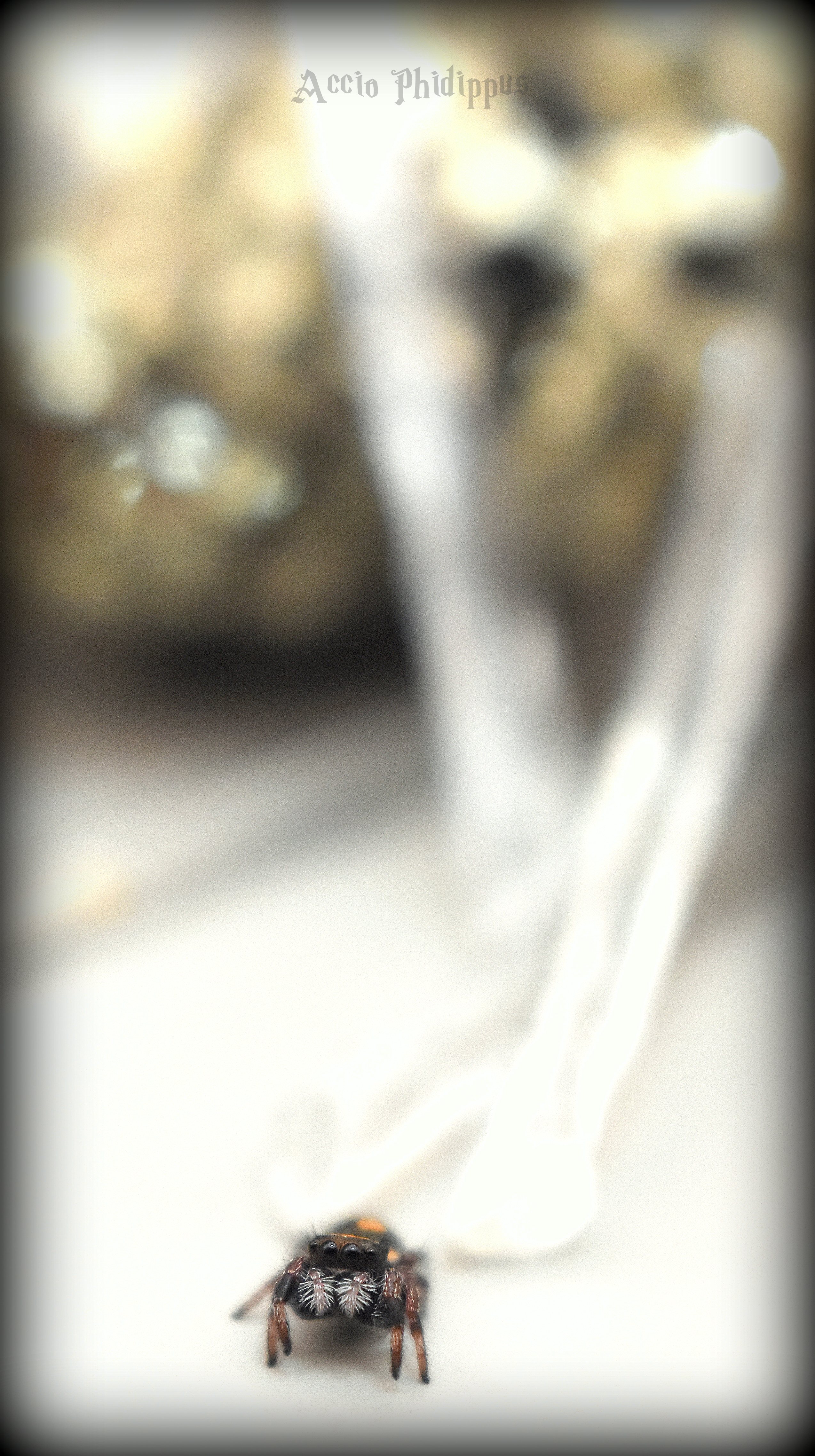 La Phidippus Regius | Rastafari