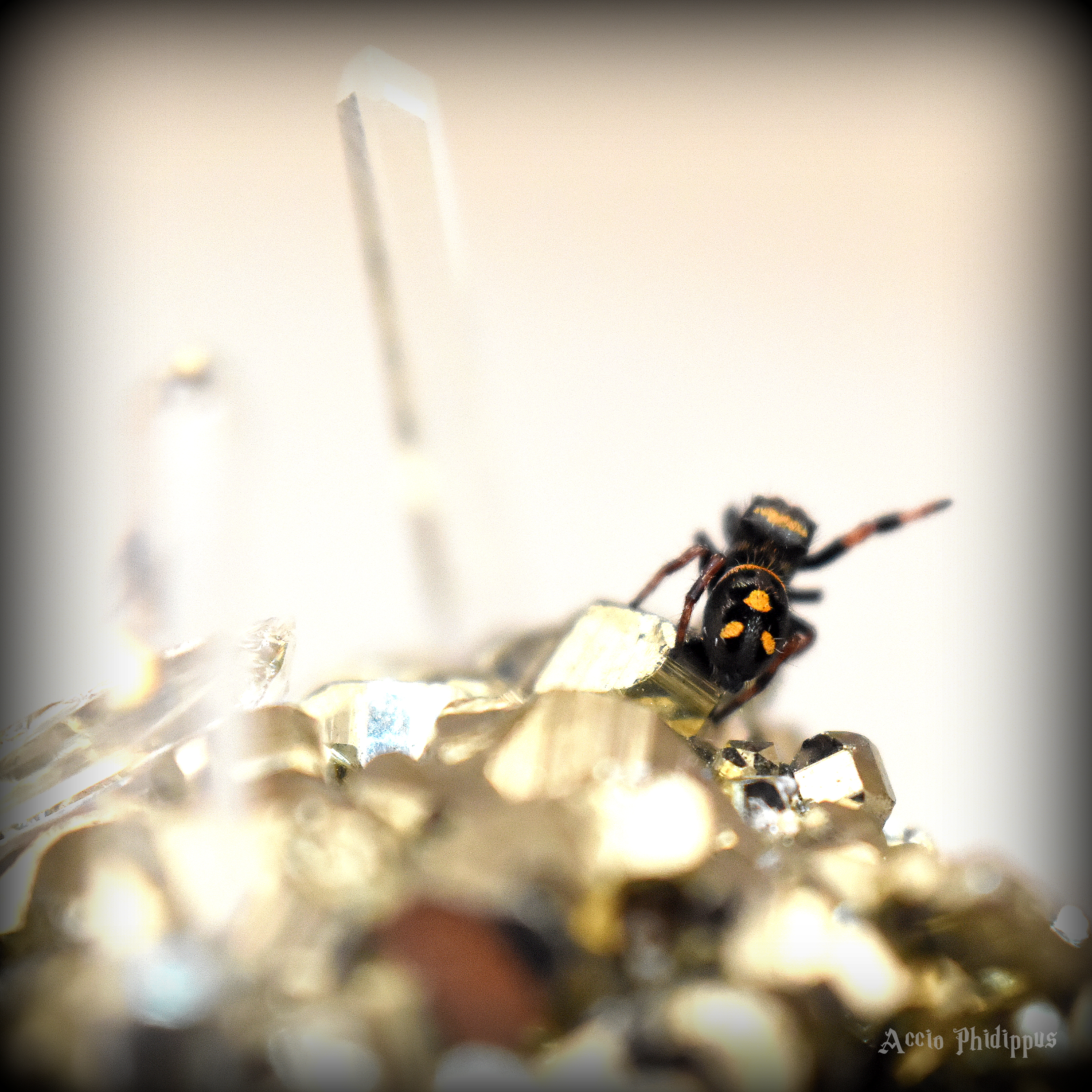 La Phidippus Regius | Rastafari