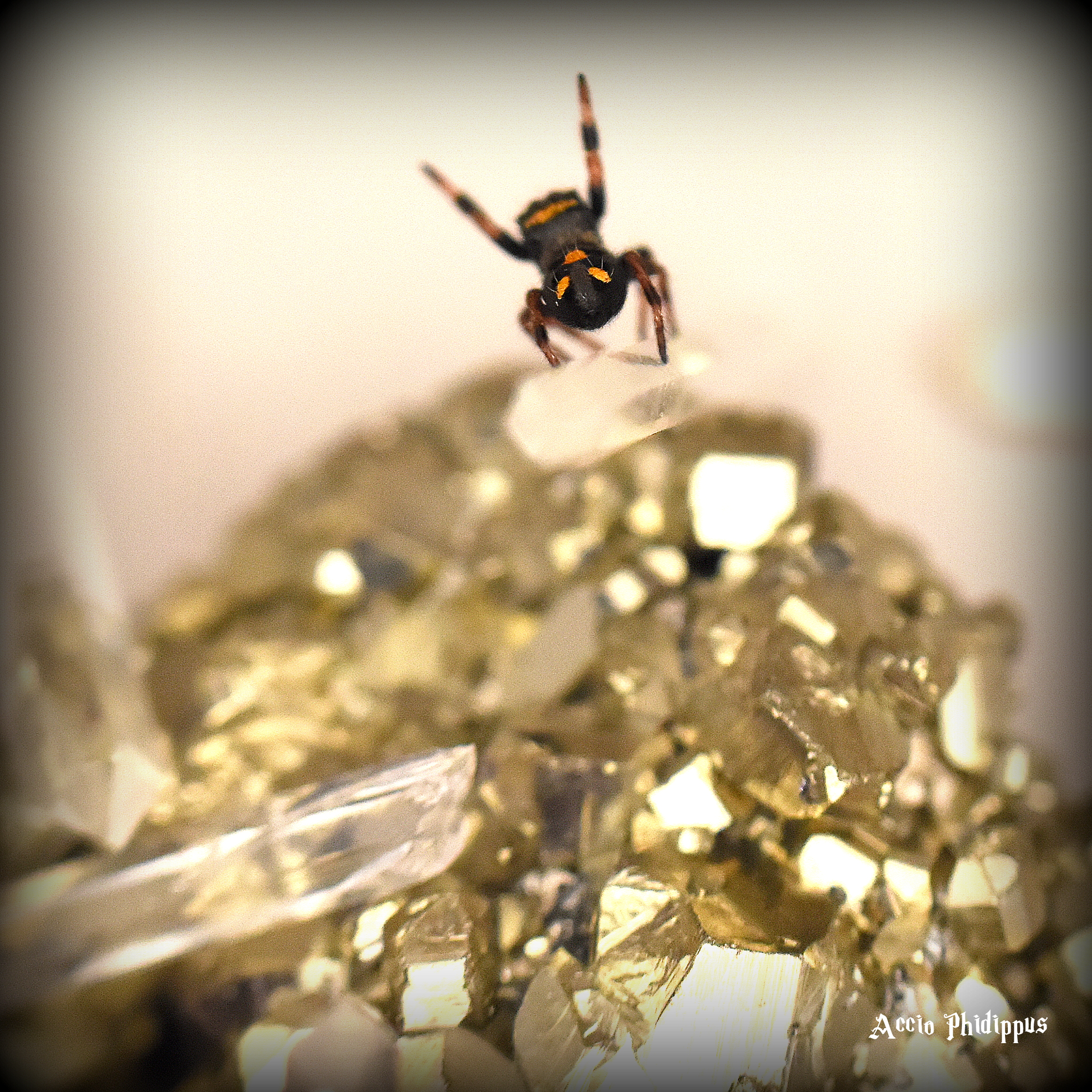 La Phidippus Regius | Rastafari