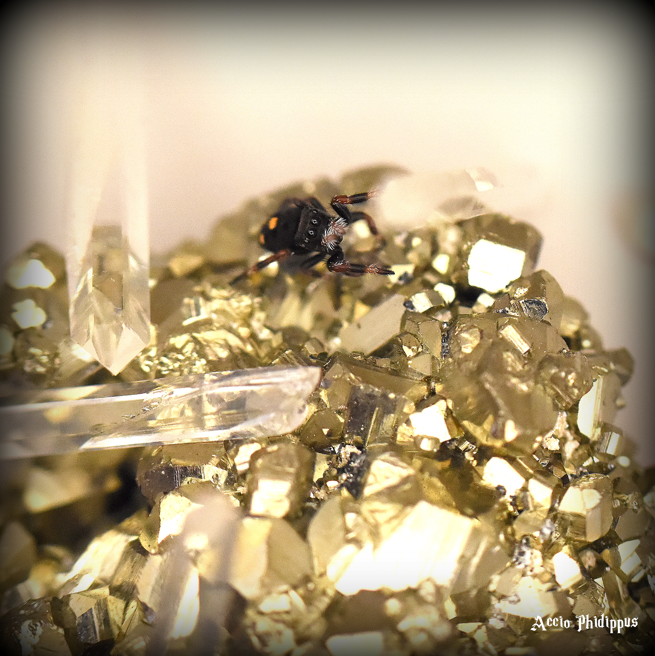 La Phidippus Regius | Rastafari