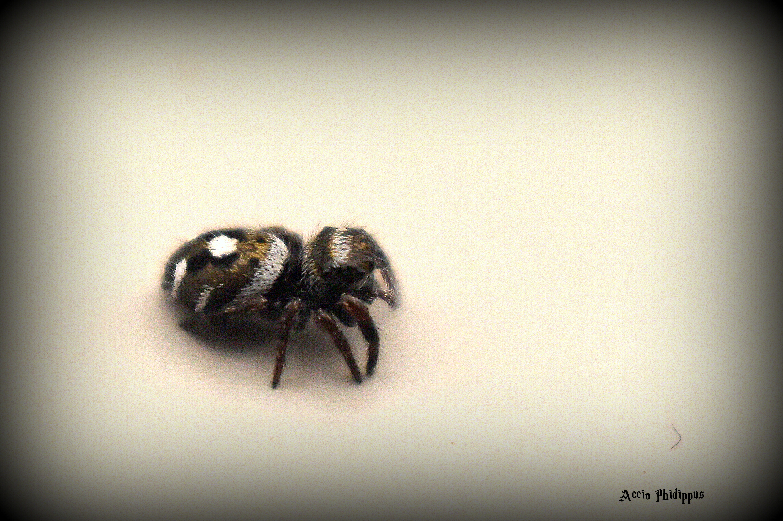La Phidippus Regius | Bahamas