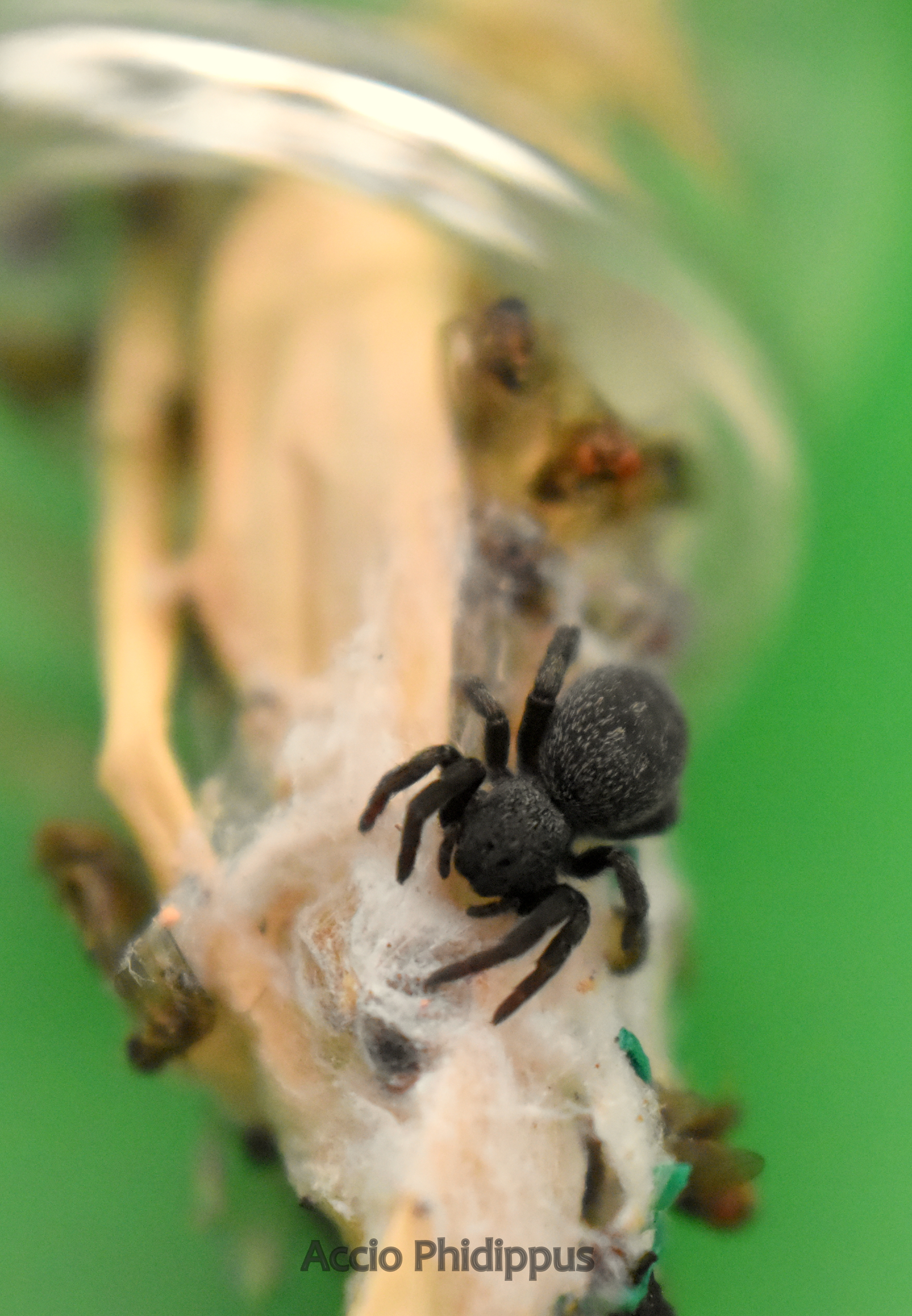 Eresus Walckeaneri ORANGE RING