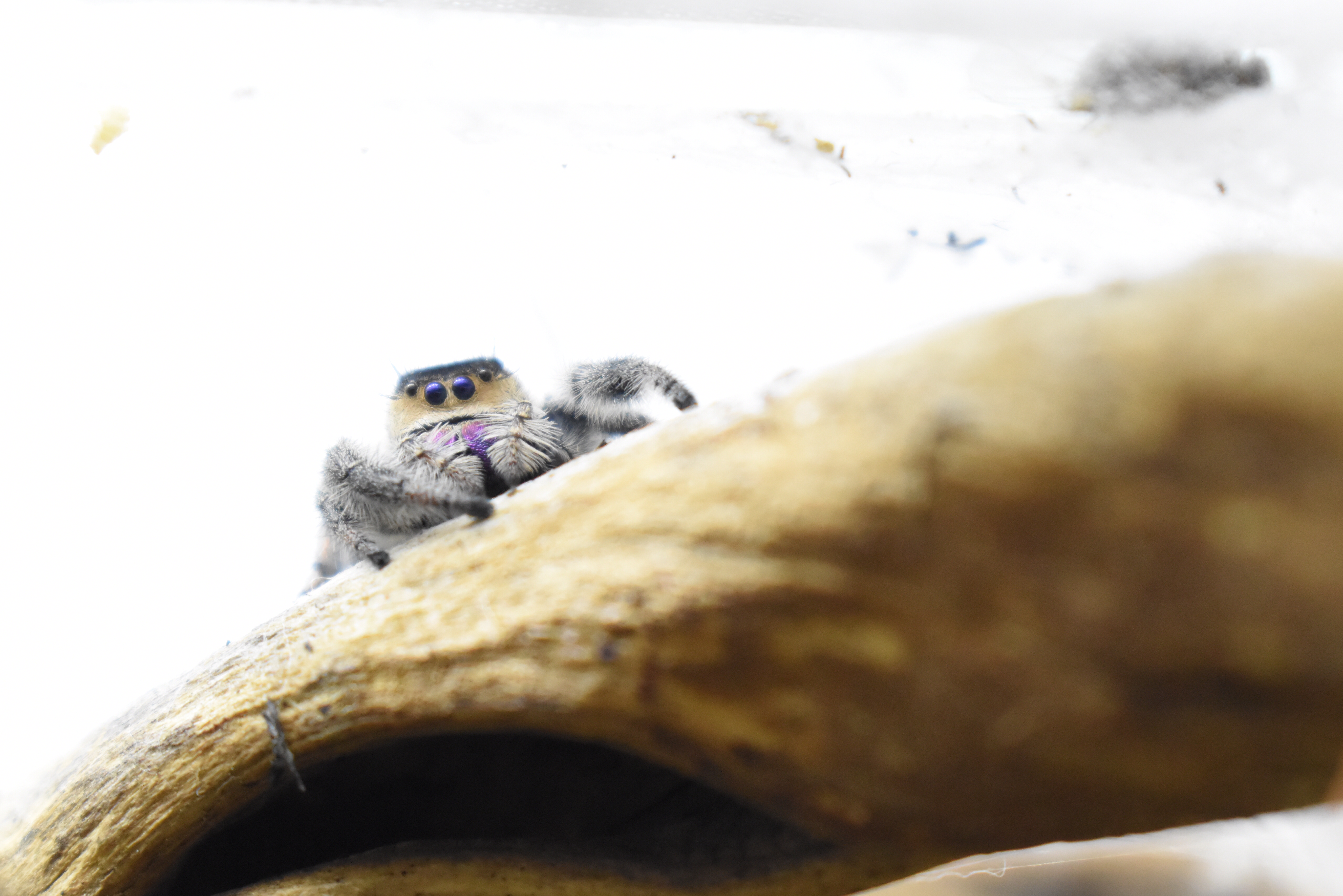 La Phidippus Regius | Apalachicola