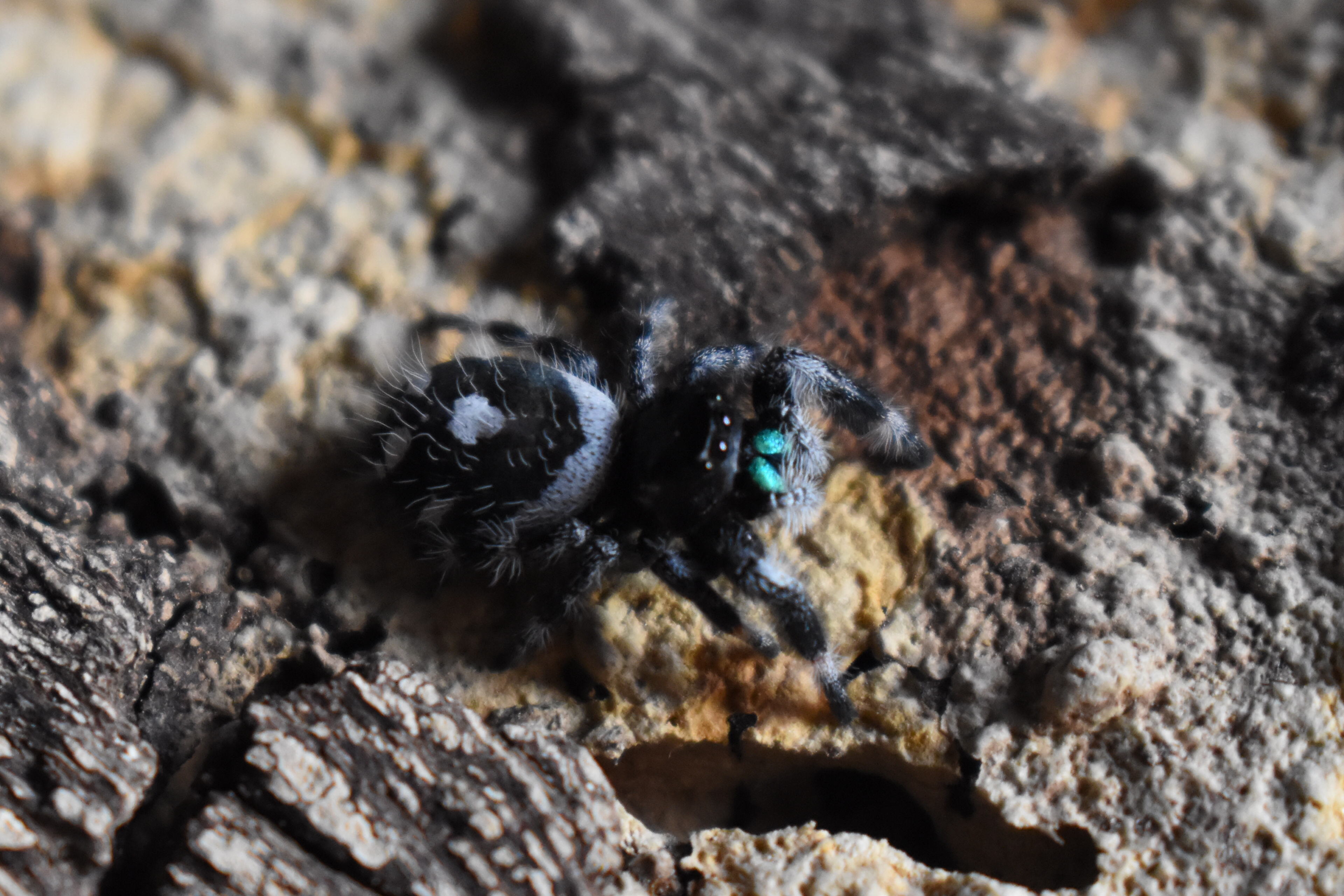 La Phidippus Regius | Apalachicola