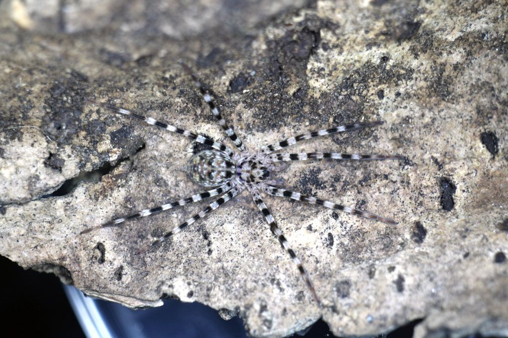 Viridasius Sp Sylvestriform