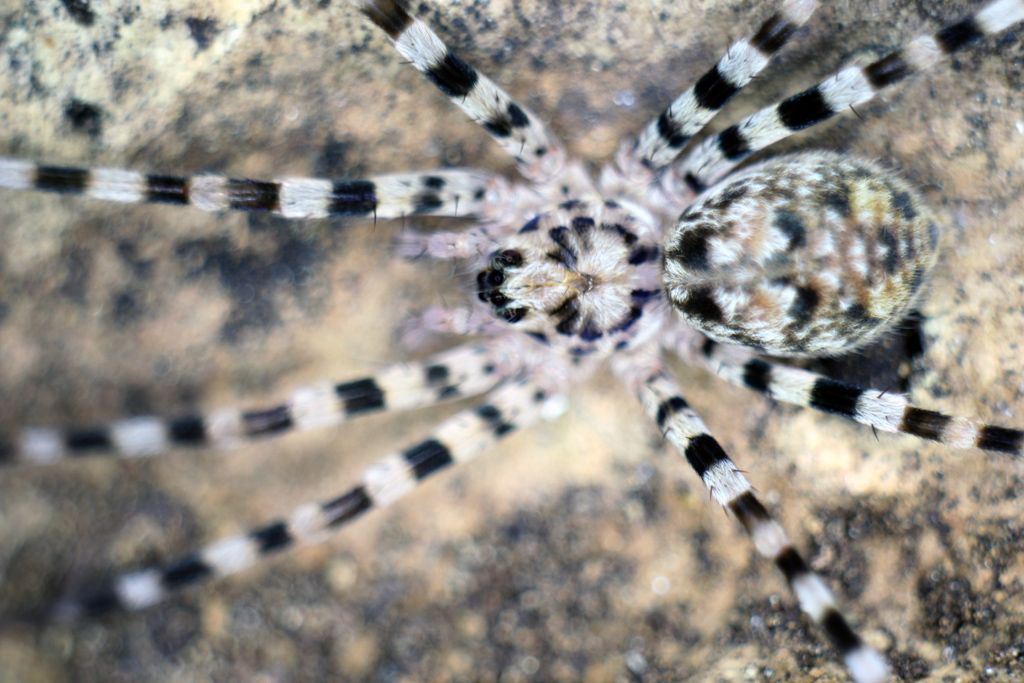 Viridasius Sp Sylvestriform