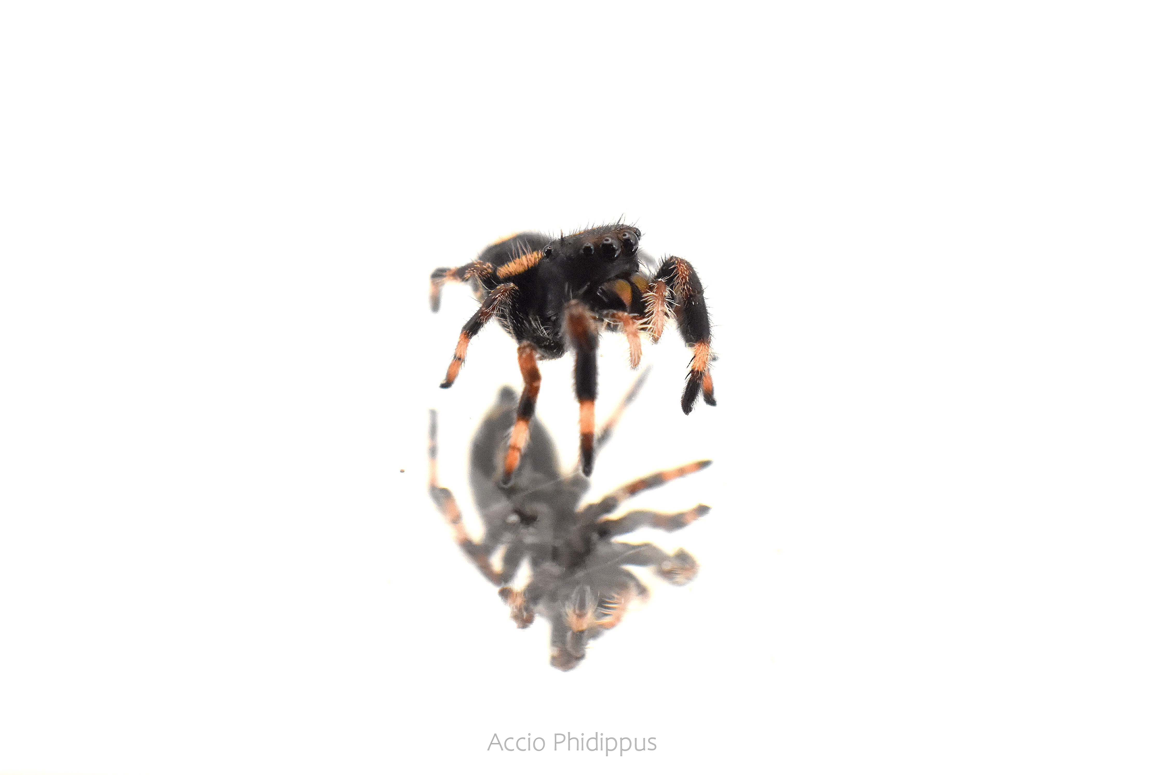 Phidippus Regius [Floride] : Le kit