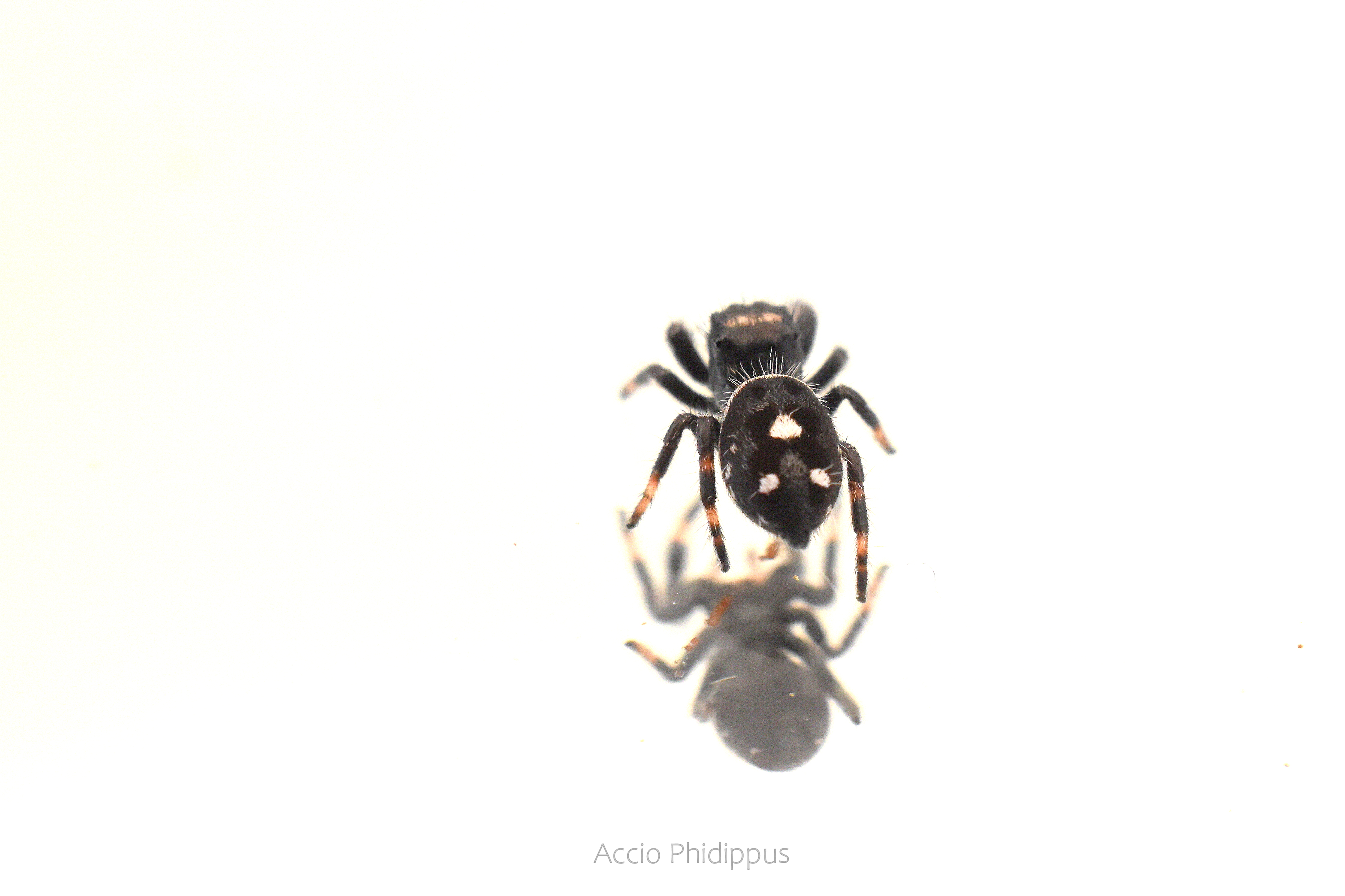 Phidippus Regius [Floride] : Le kit