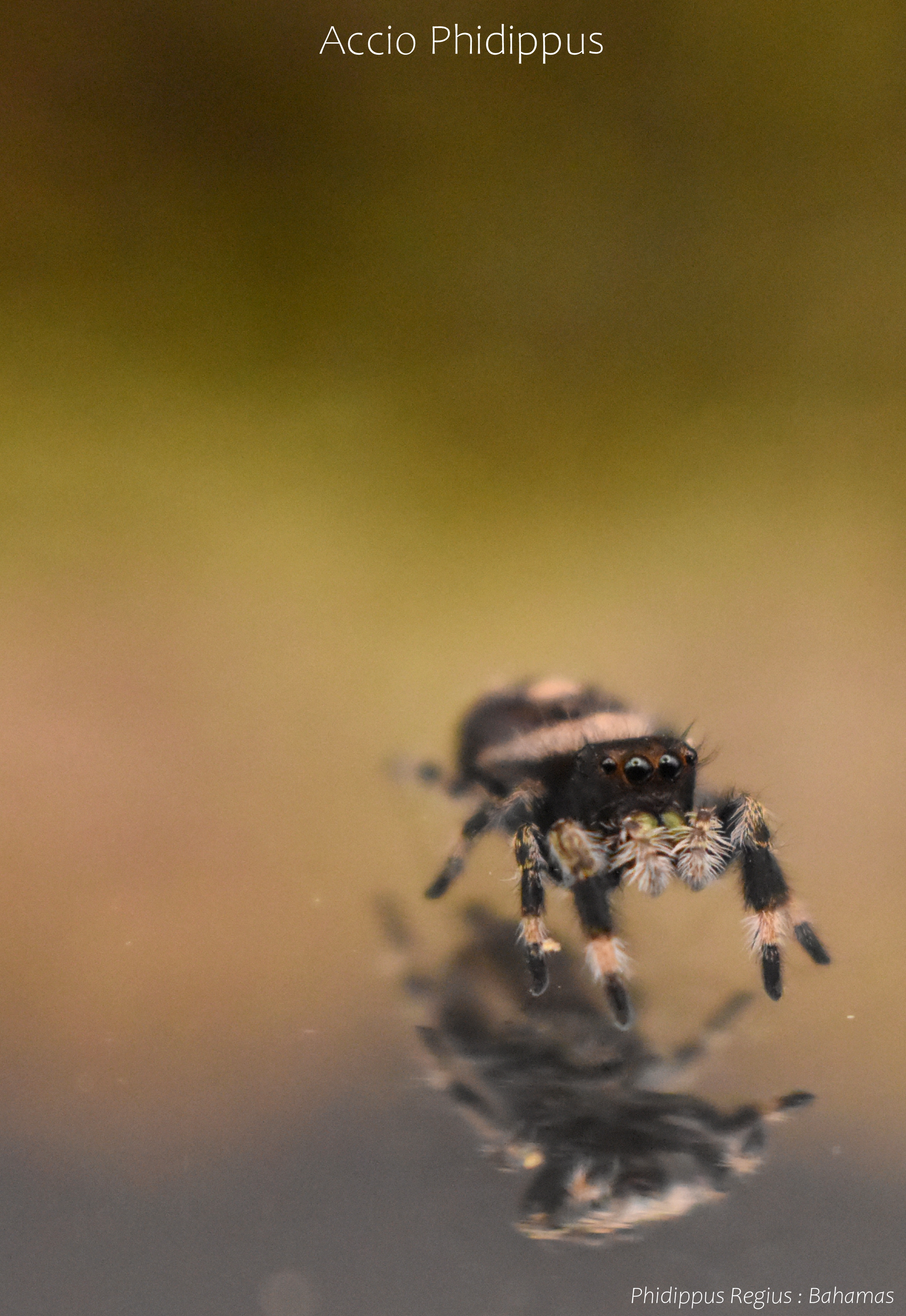 Phidippus Regius [North Floride] : Le kit