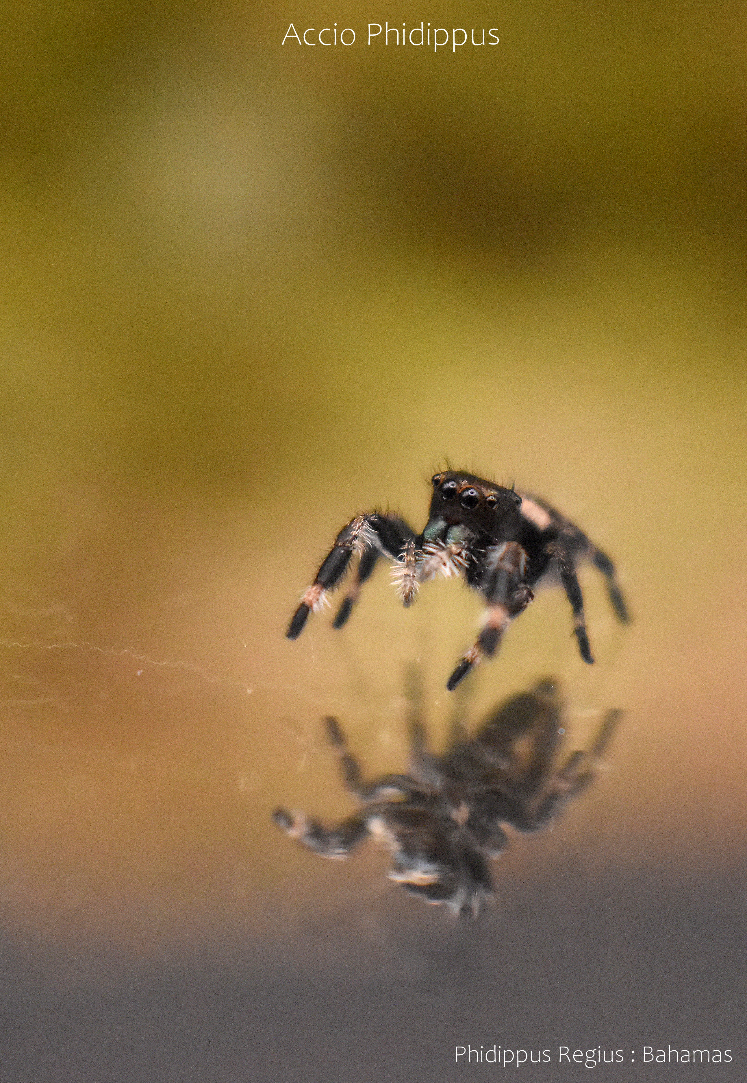 Phidippus Regius [North Floride] : Le kit